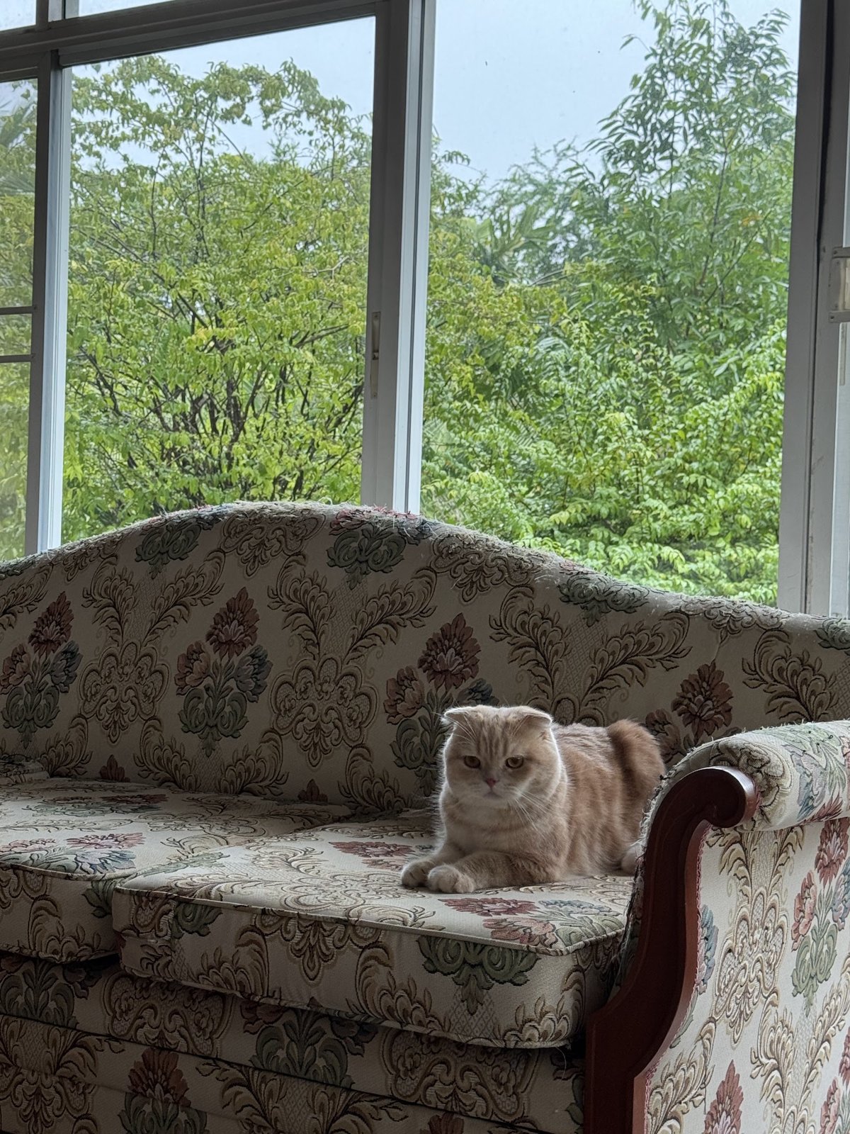 Dozy Cat Grooming & Hotel