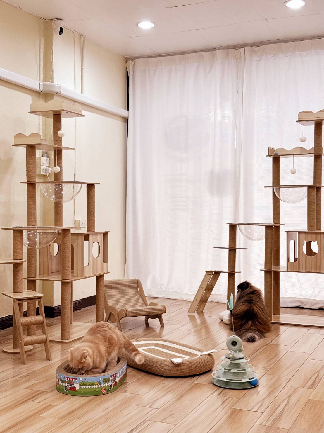 Dozy Cat Grooming & Hotel