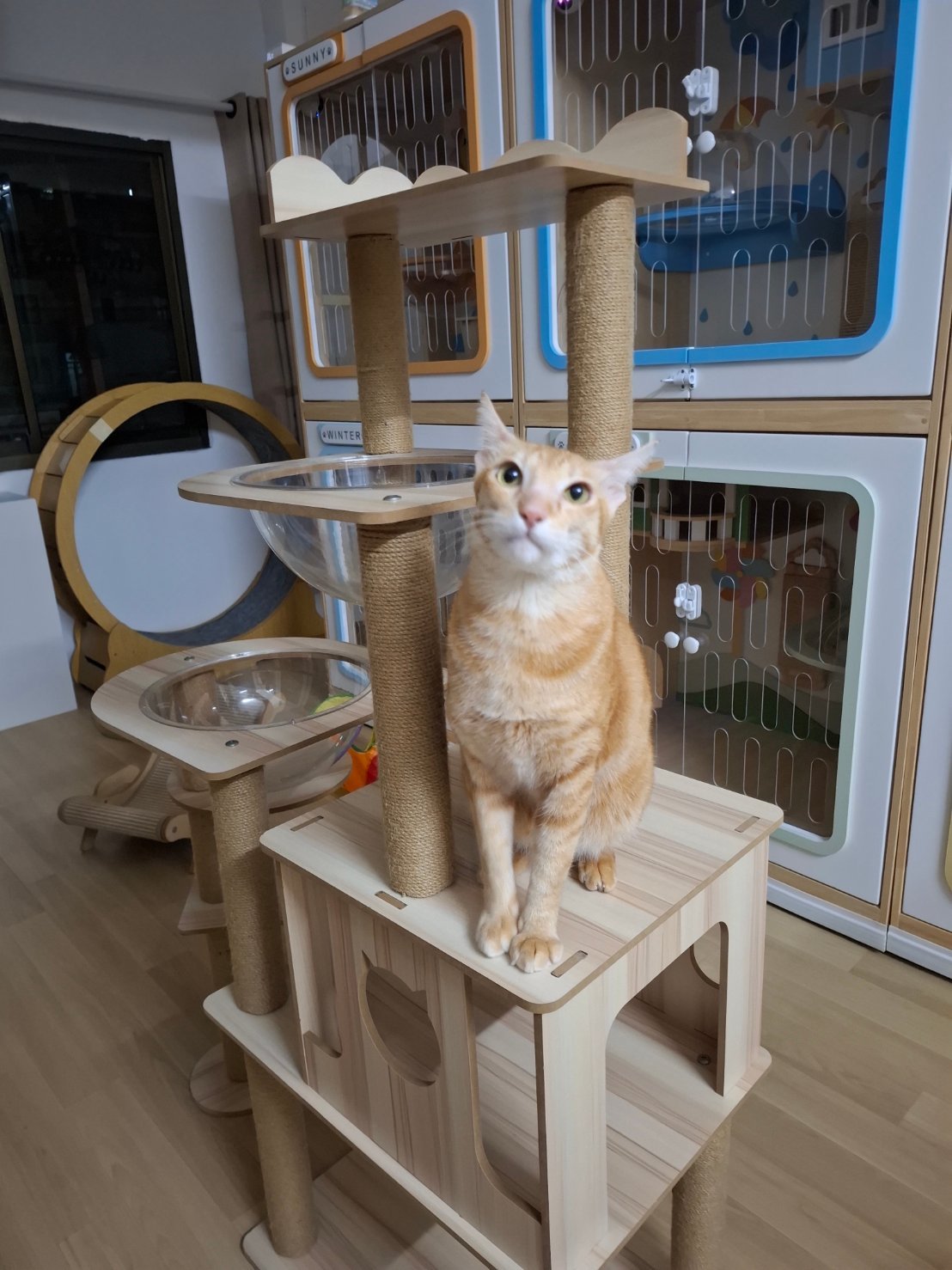 Dozy Cat Grooming & Hotel