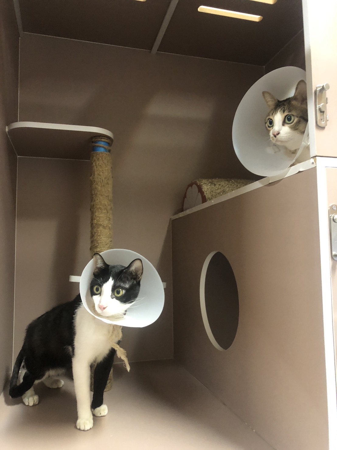 Dr.K Veterinary clinic
