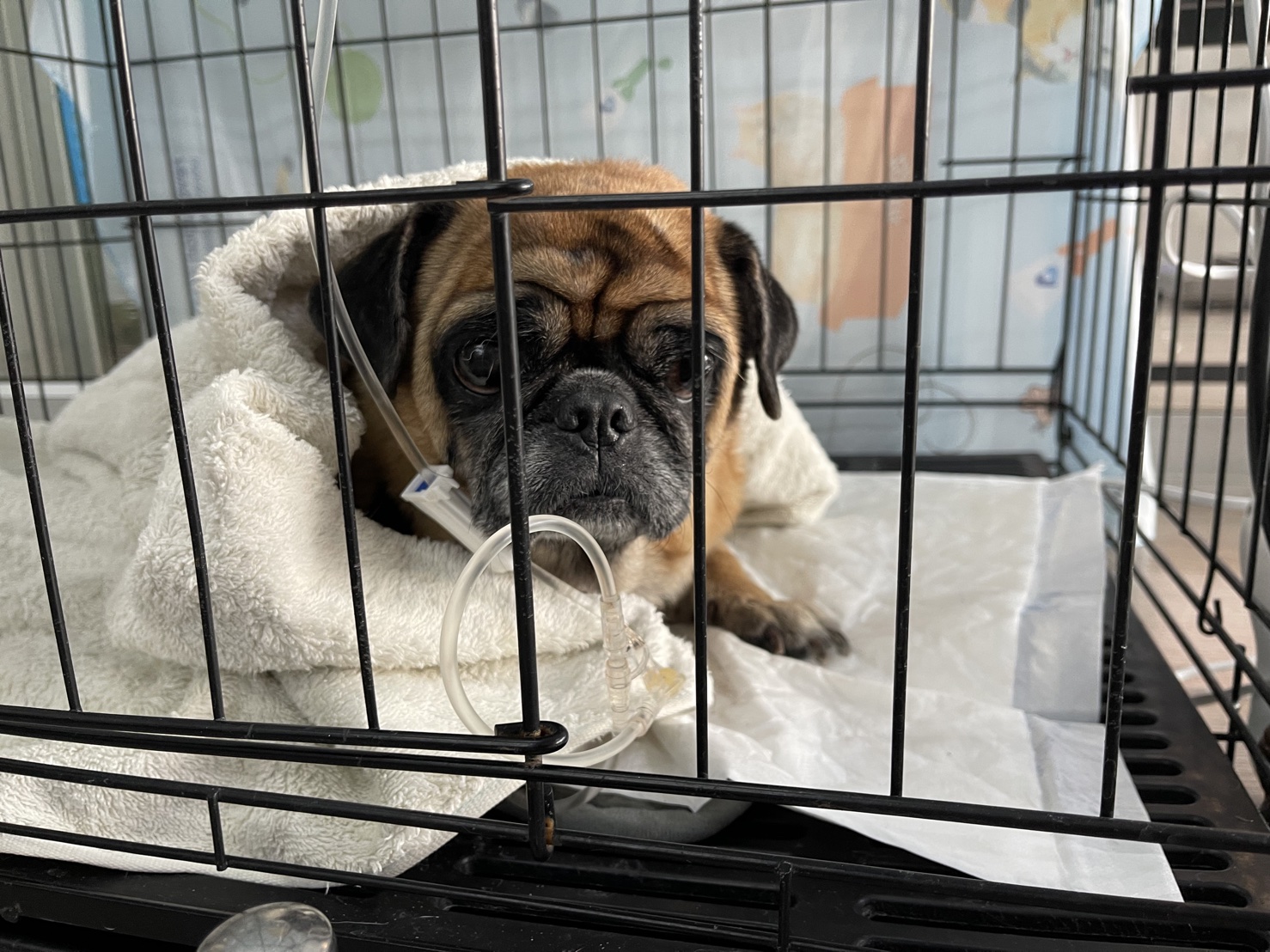 Drive-In Animal Hospital