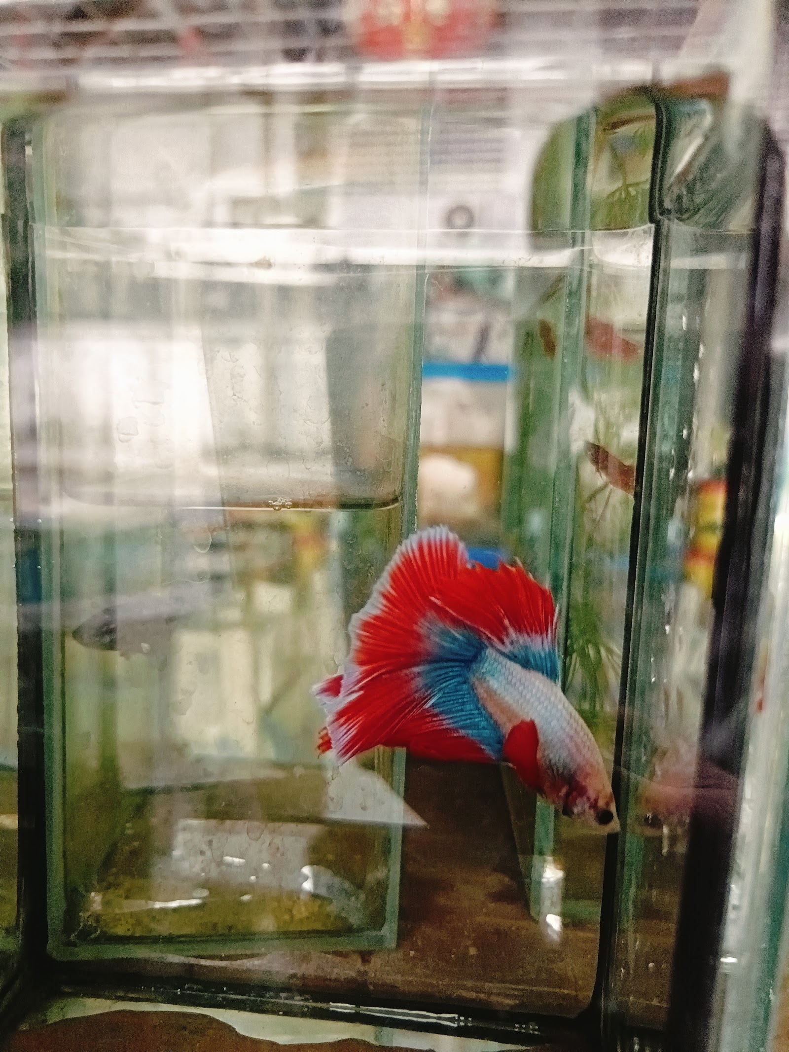 fish store