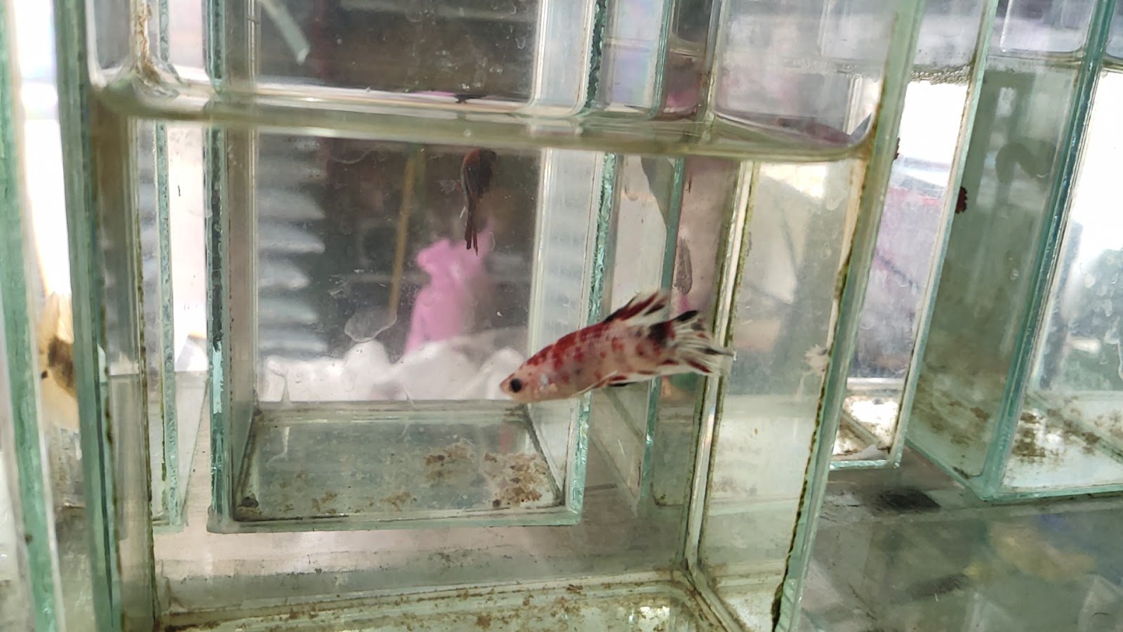 fish store