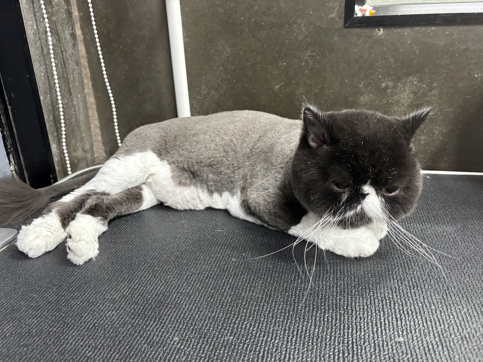 GIGI GROOMING HOUSE