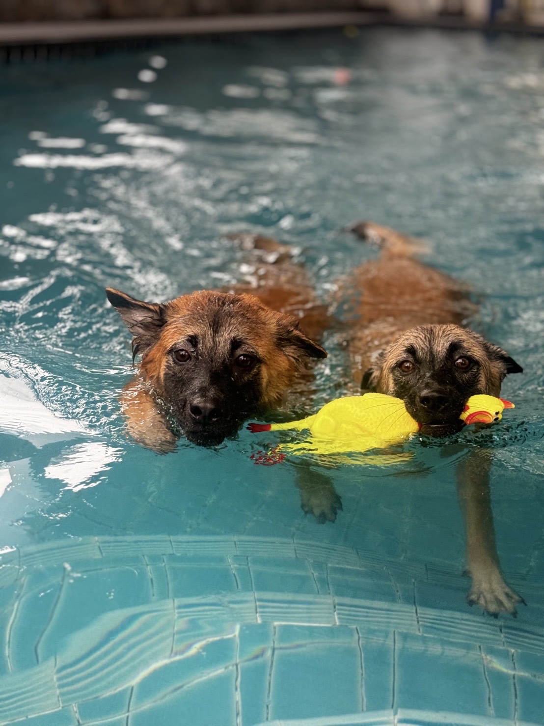 Happy Pup (Dog Swimming Pool and More)