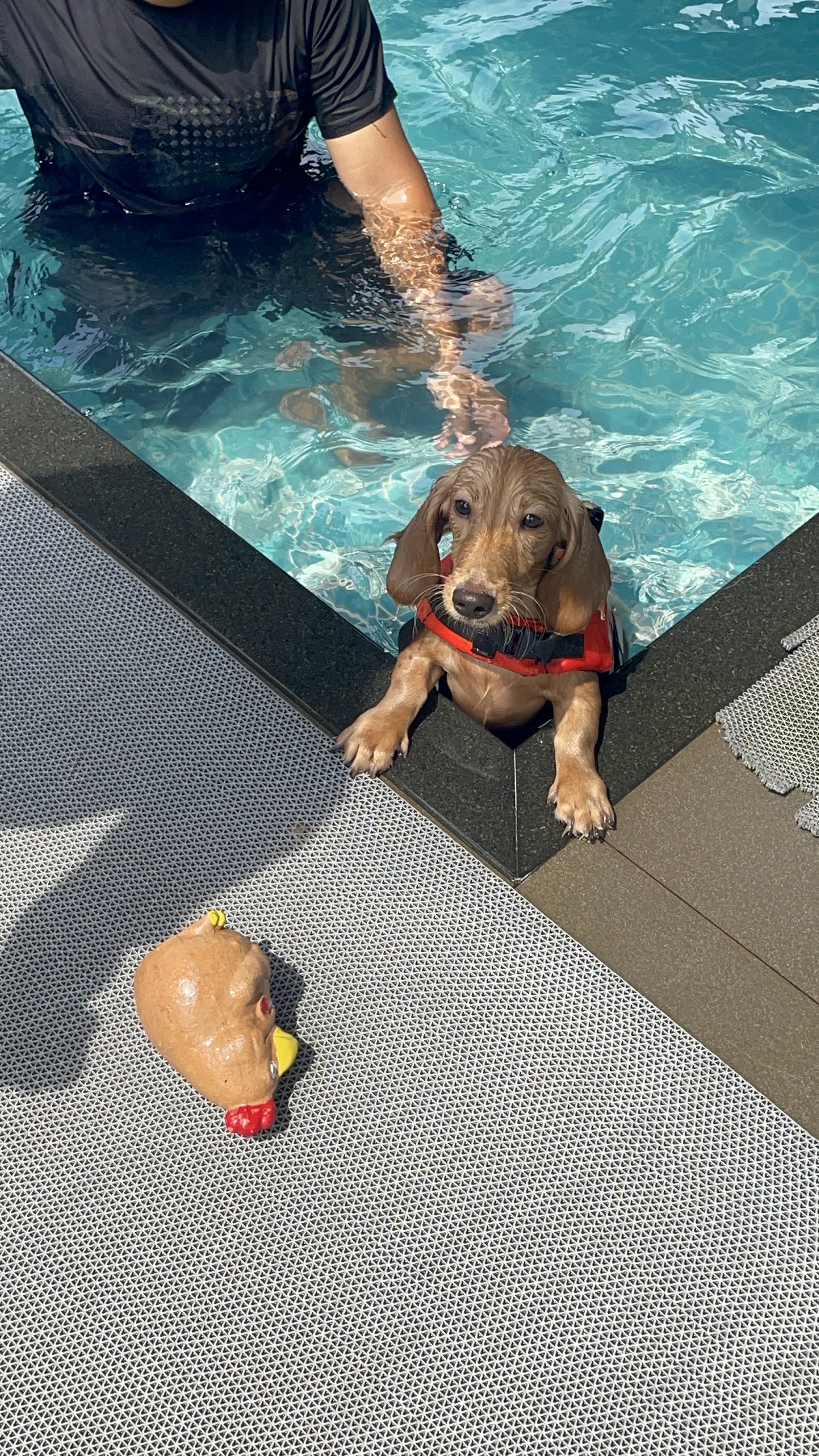 Happy Pup (Dog Swimming Pool and More)