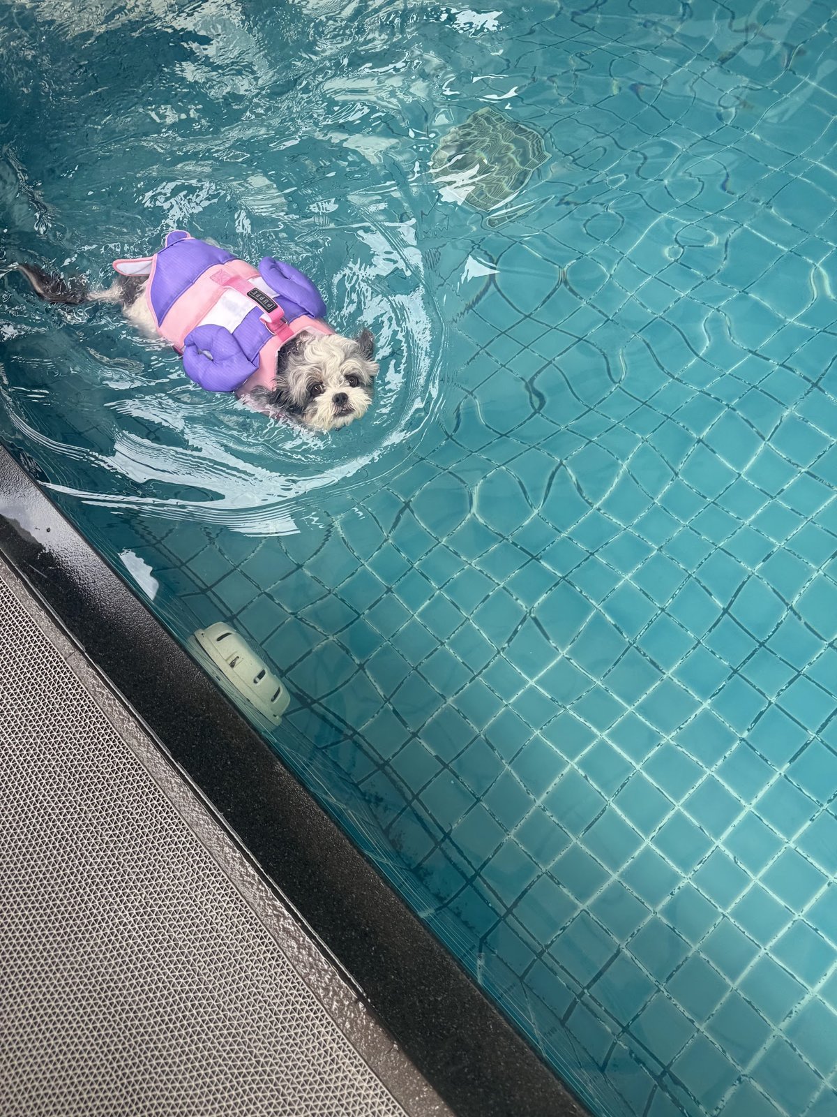 Happy Pup (Dog Swimming Pool and More)