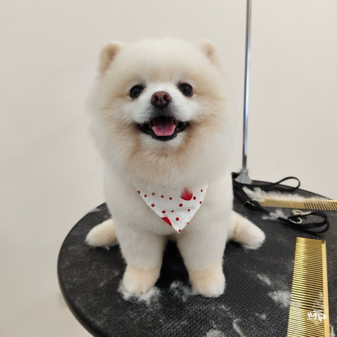 Happy Tails Day Grooming