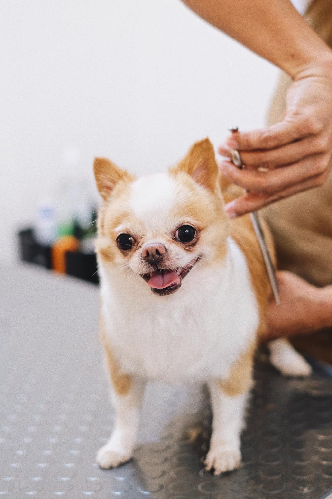 Hato Pet Wellness Center Sukhumvit 39