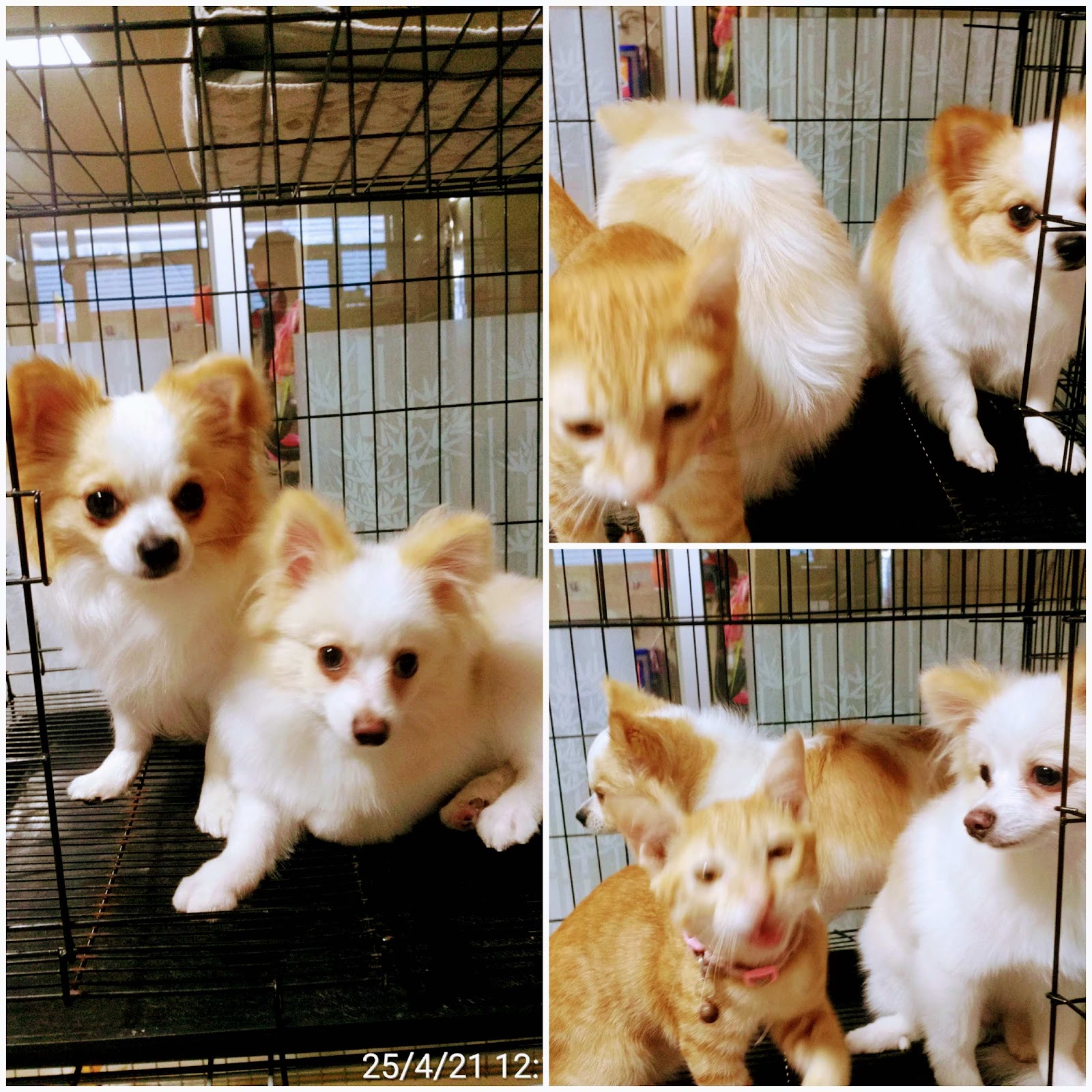 K&M Grooming