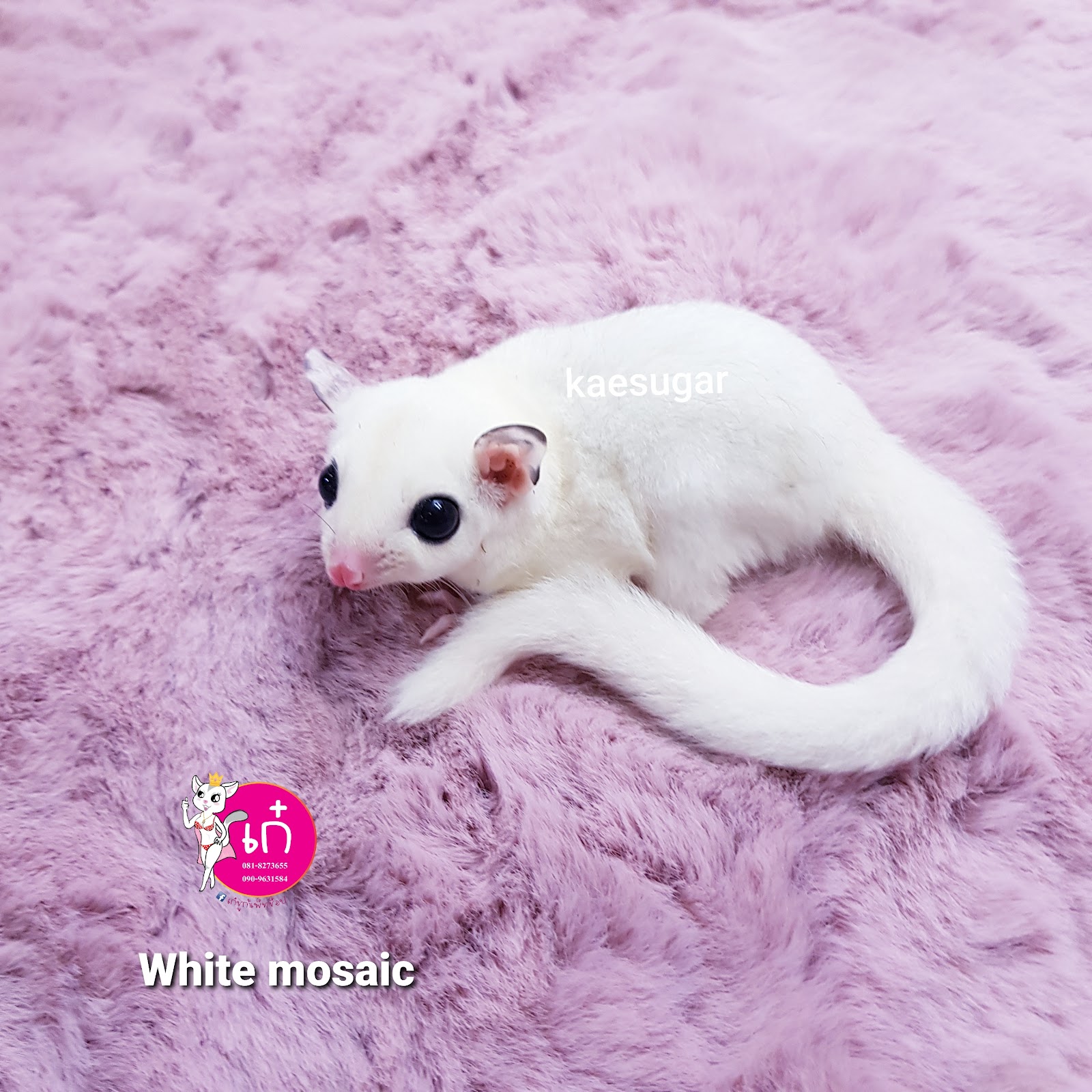 Kaesugar Petshop