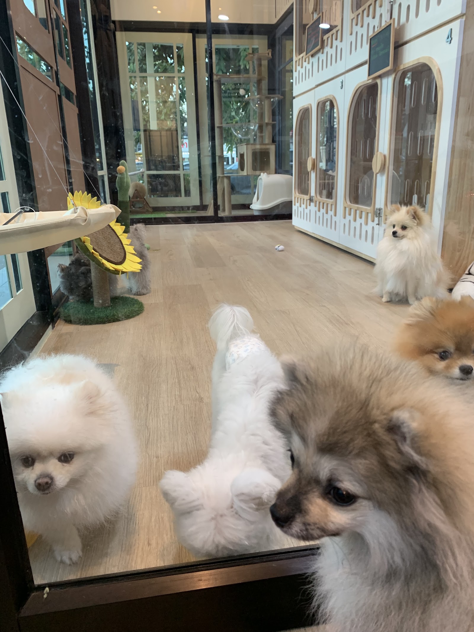 Kensington Pet Salon & Hotel