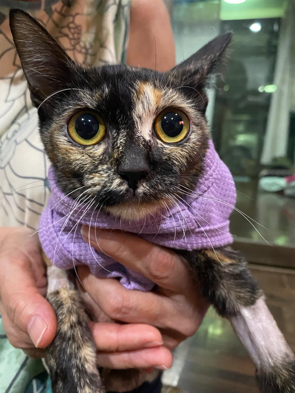Kenta Animal Clinic