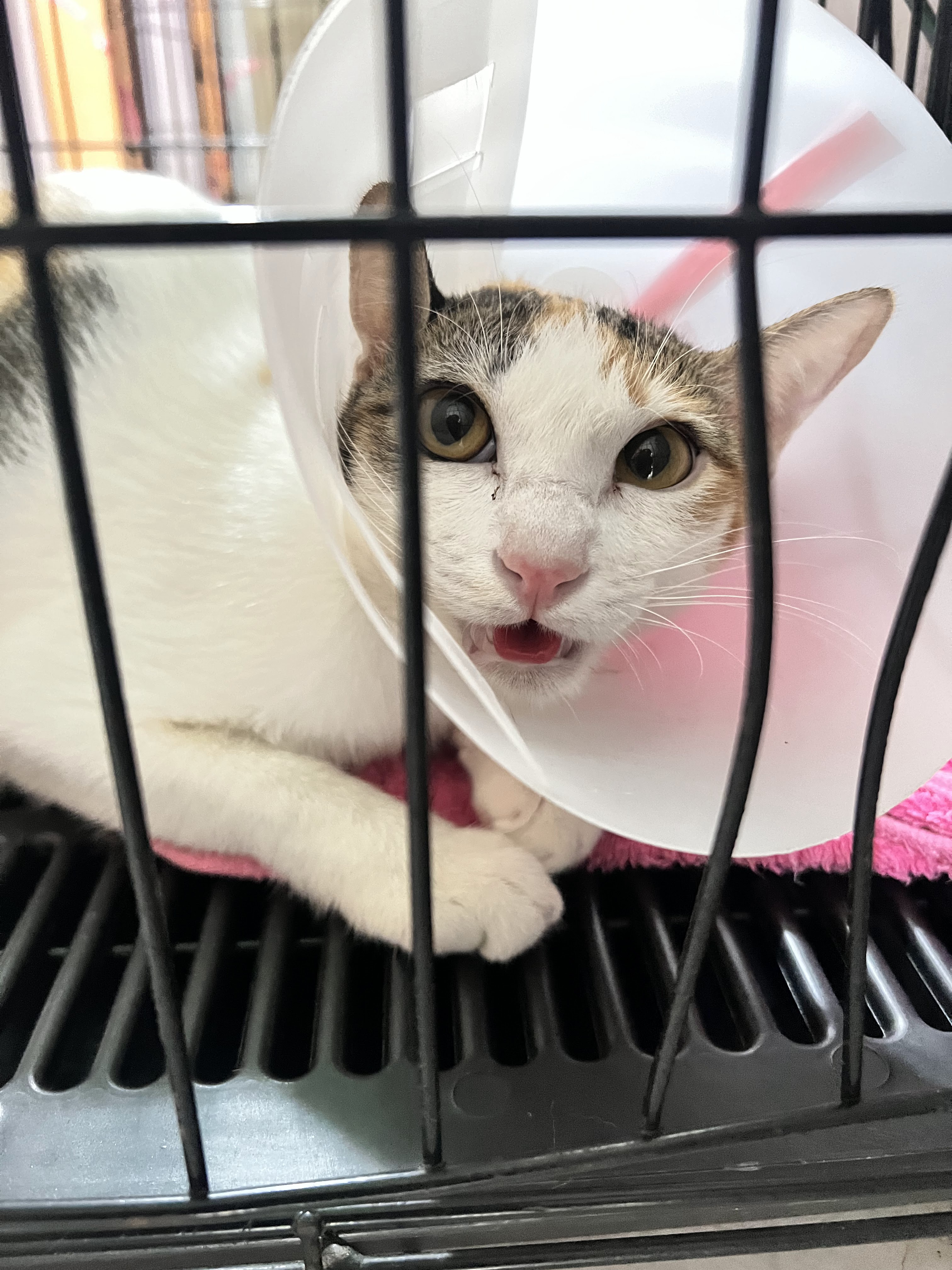 Khlong Chan Veterinary Hospital