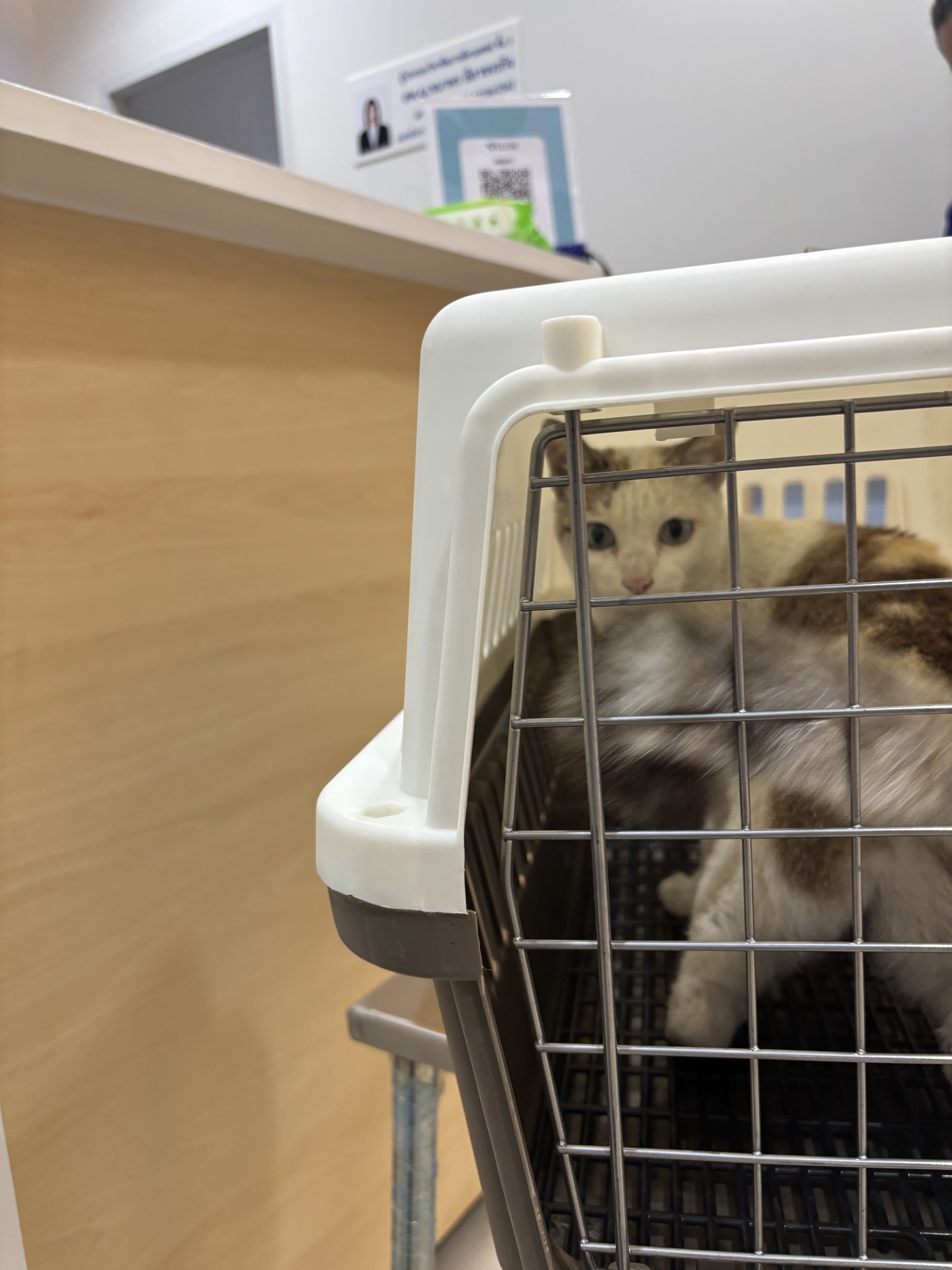 Ladprao Animal Clinic