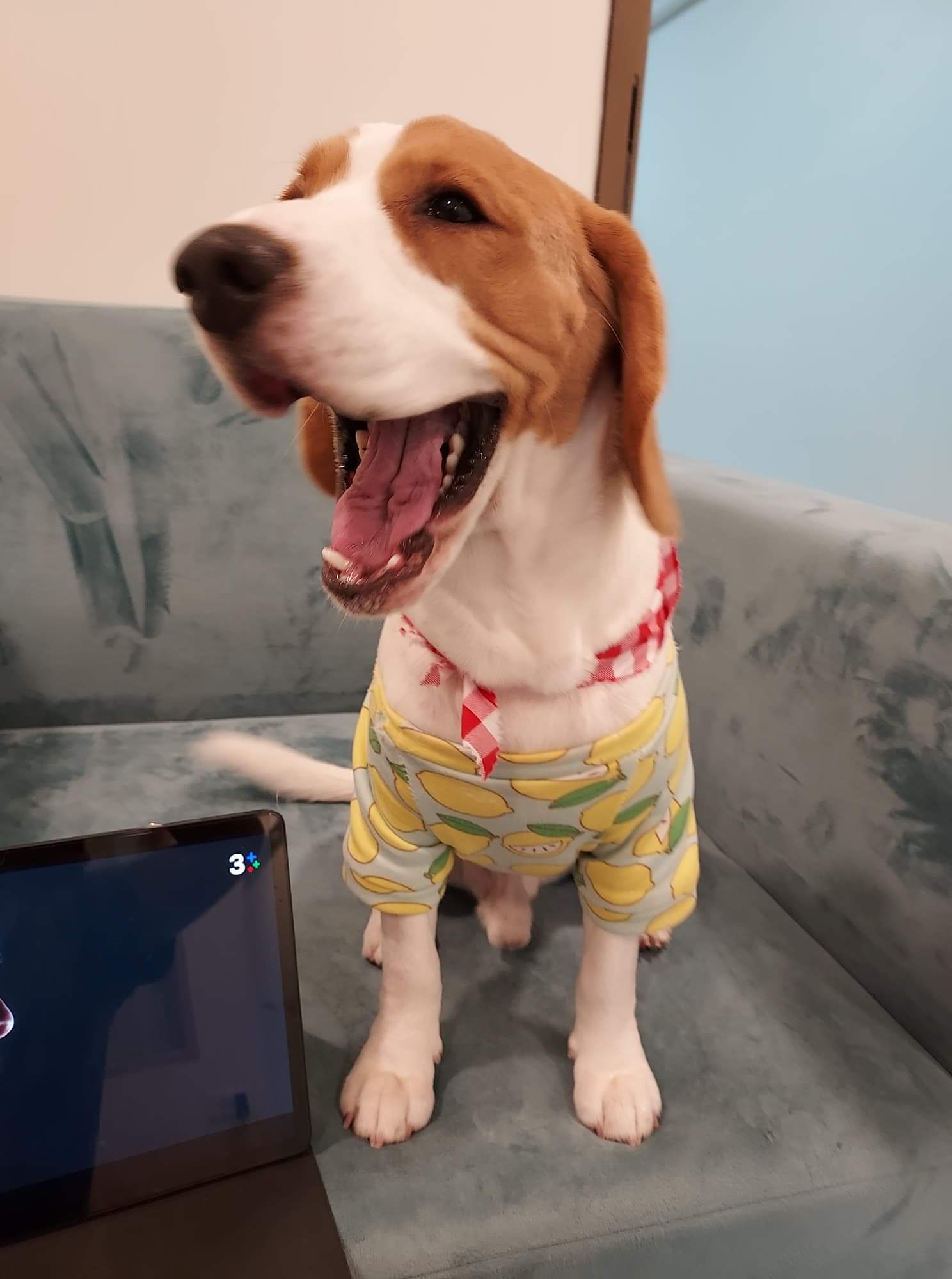 lile.paws