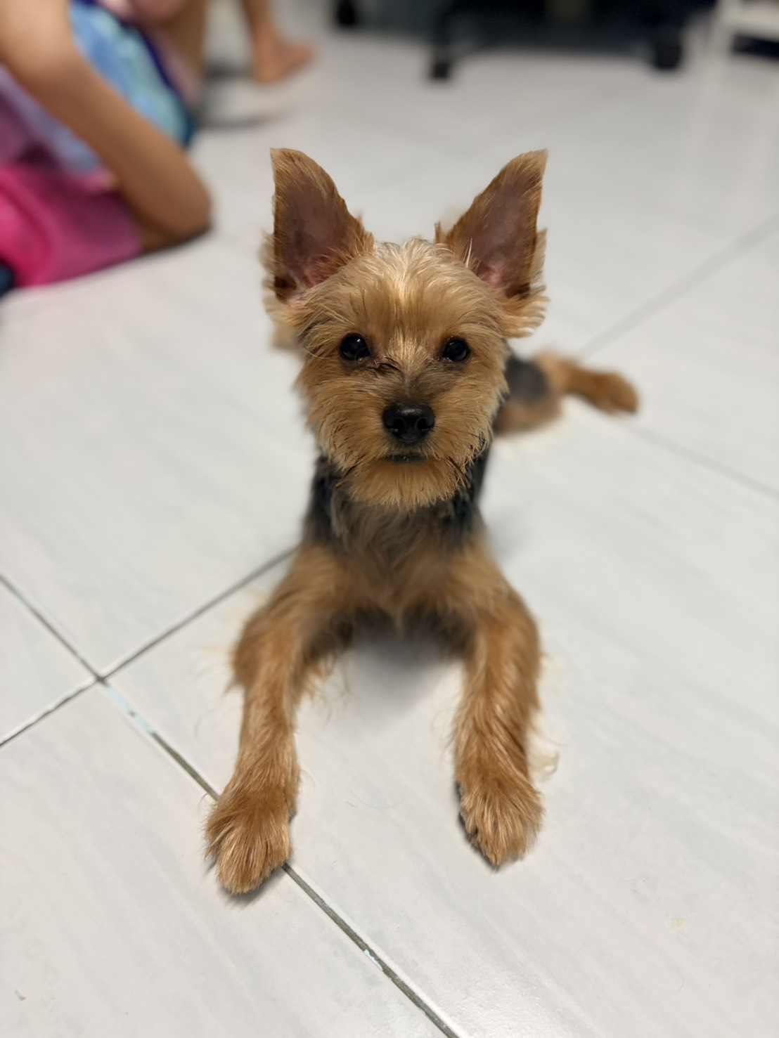lile.paws