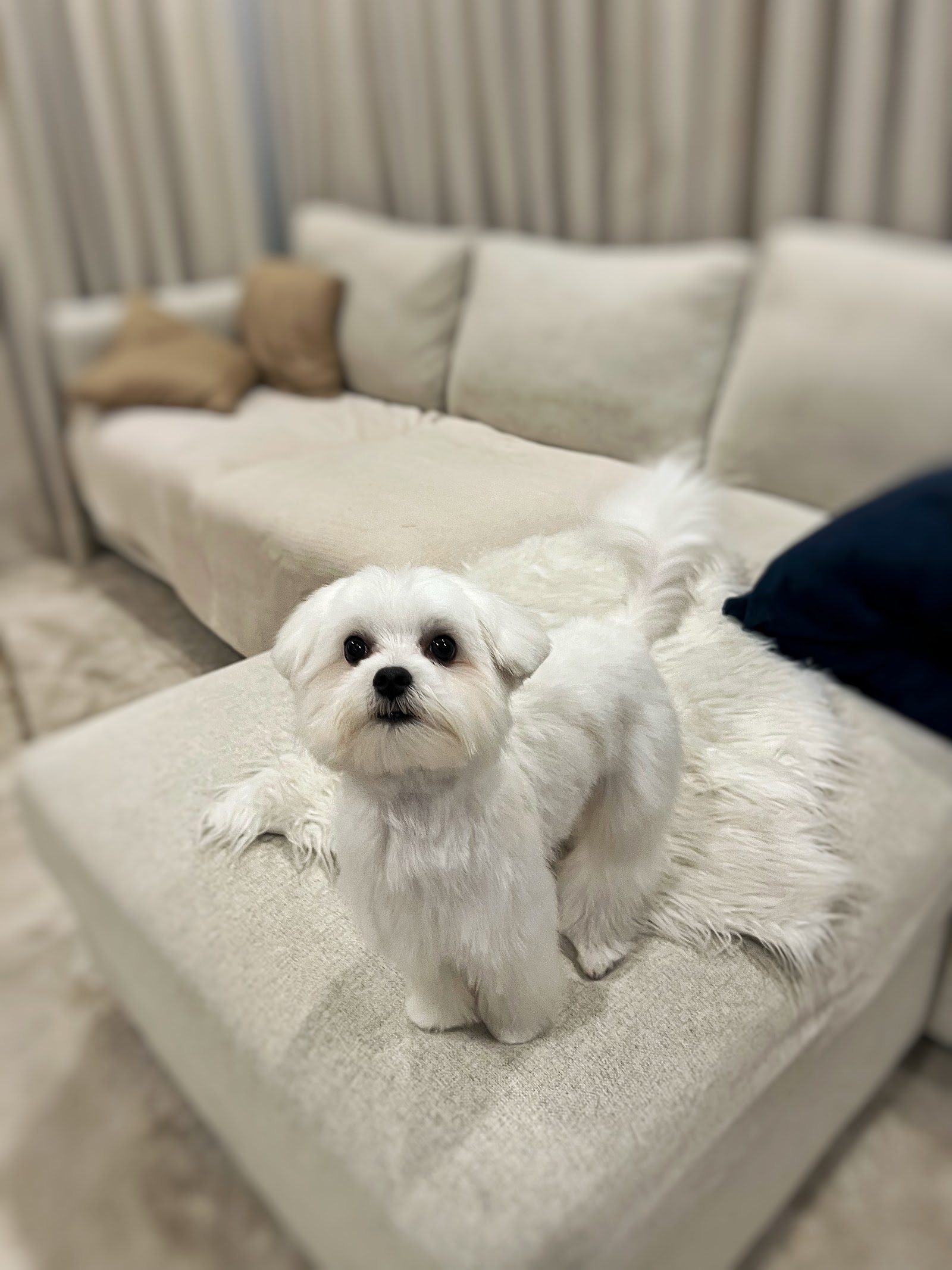 Little Dog