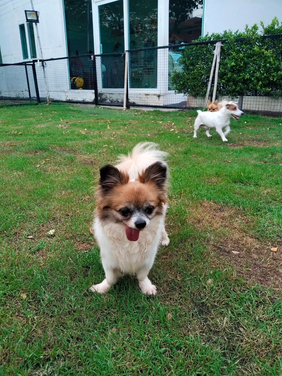 Lookjadogstay