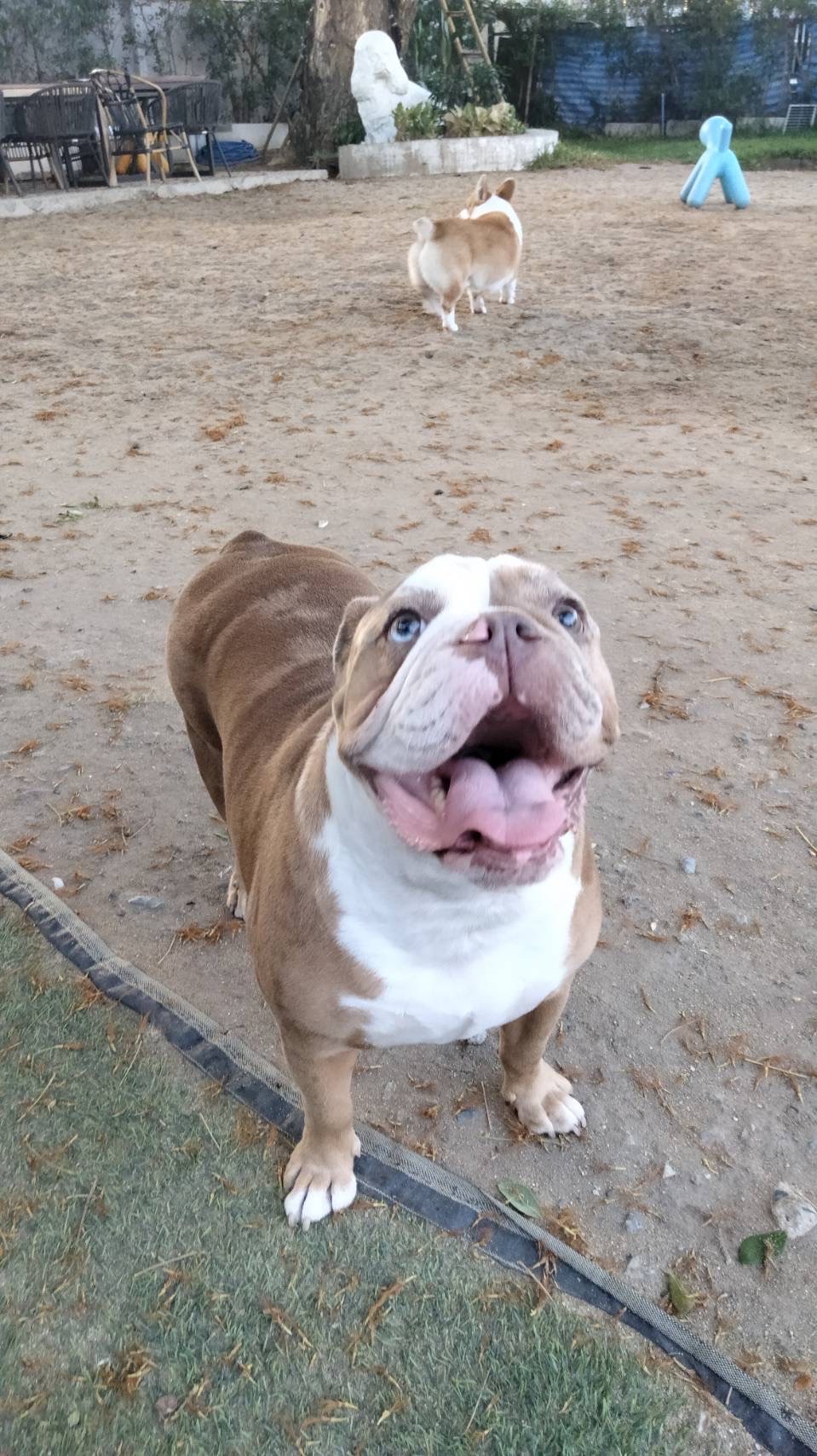 Lookjadogstay