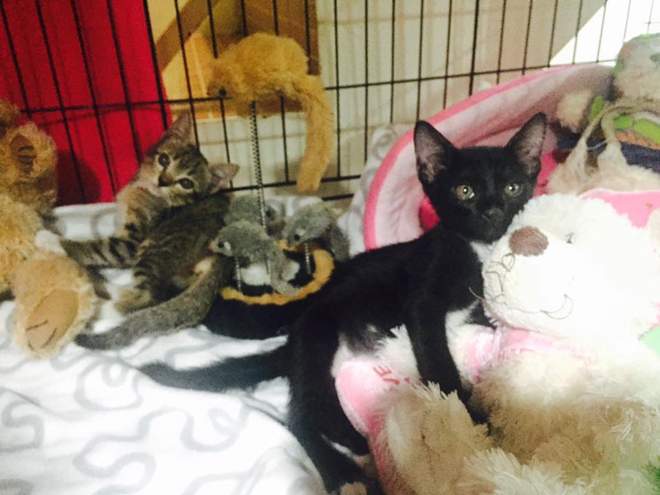 Love Pet Clinic