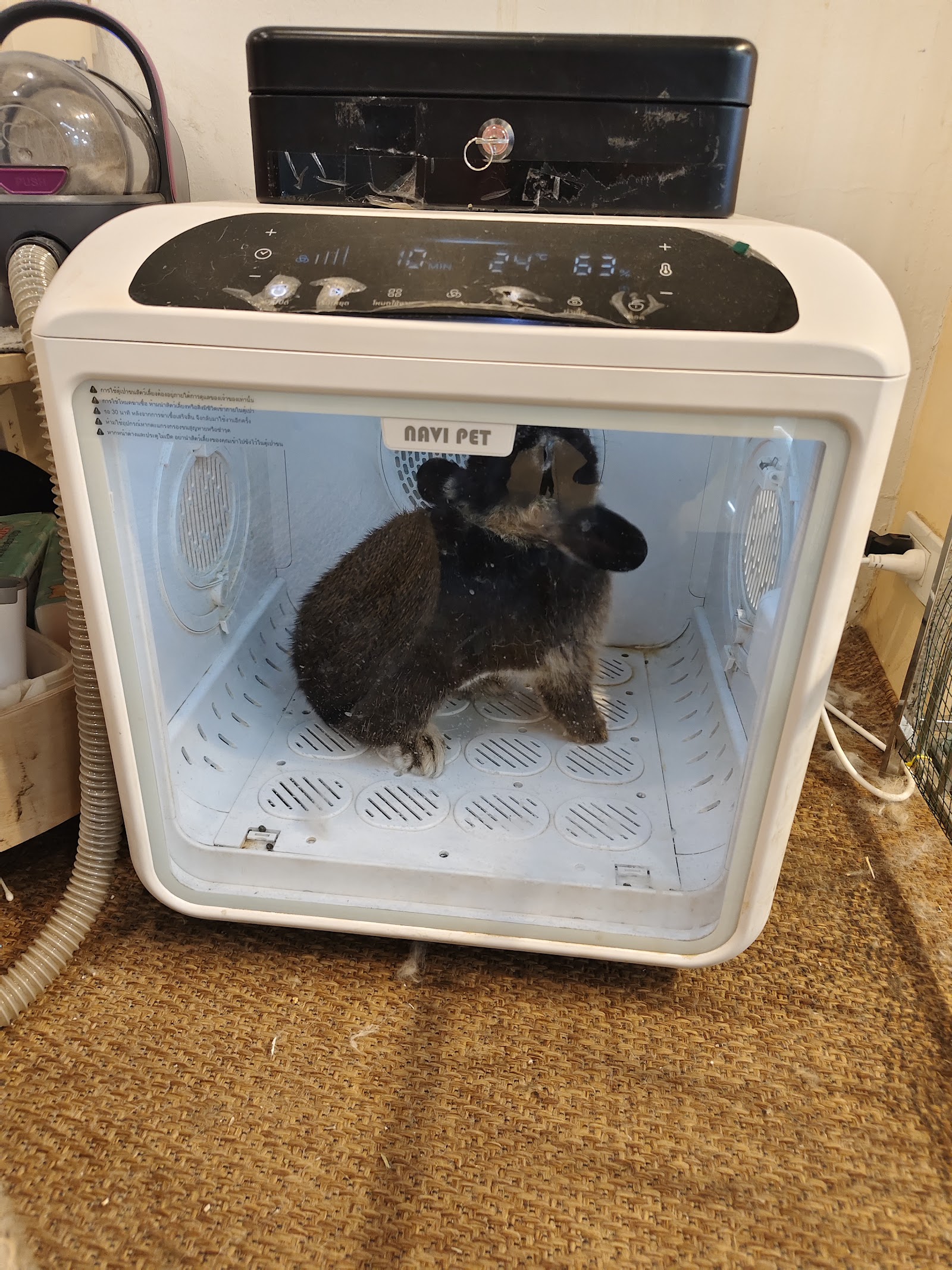 Madam rabbit shop