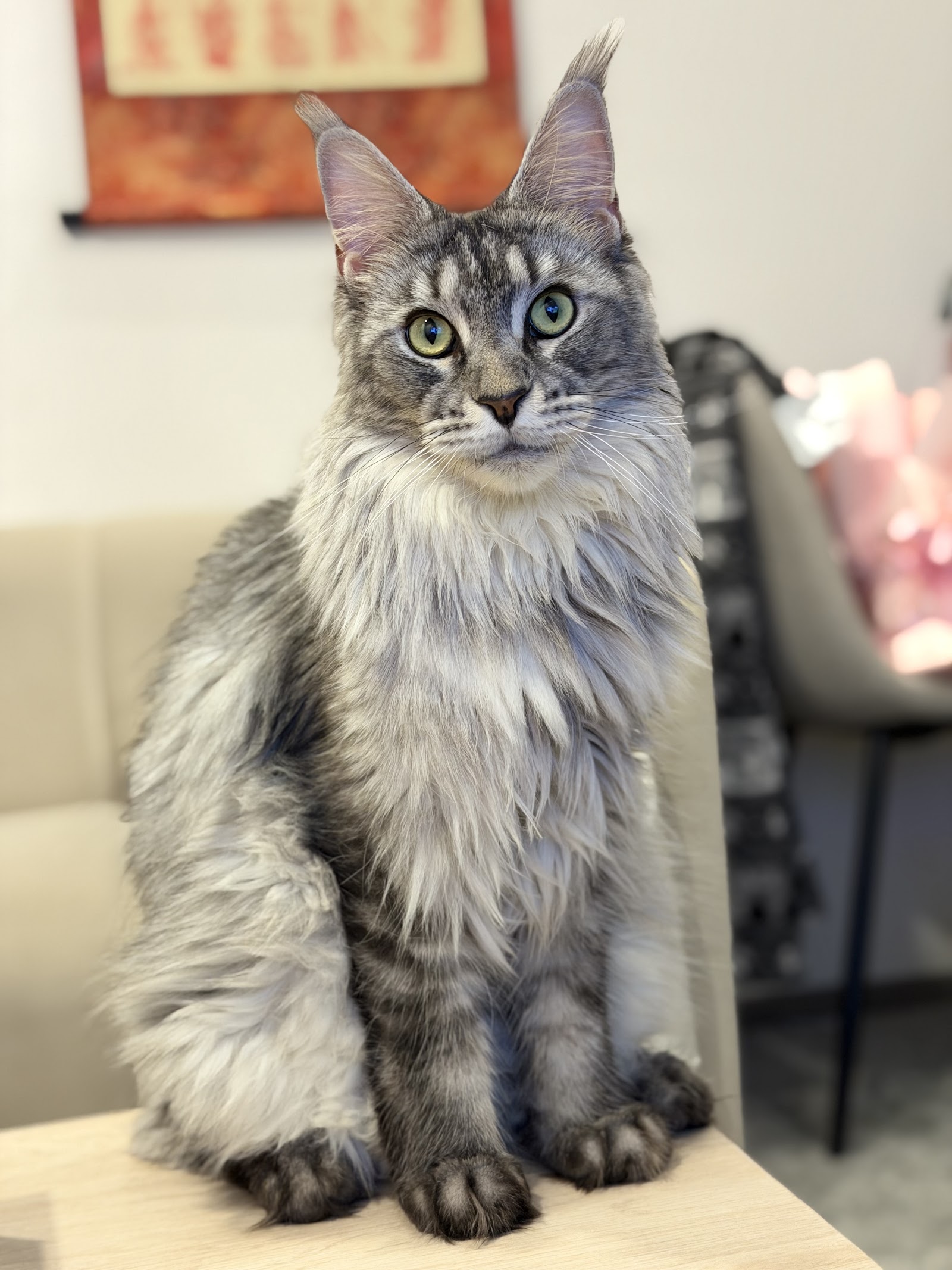 Maine Coon Thailand - QT Coons Bangkok