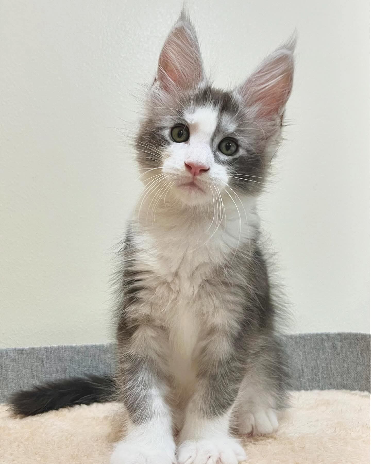 Maine Coon Thailand - QT Coons Bangkok