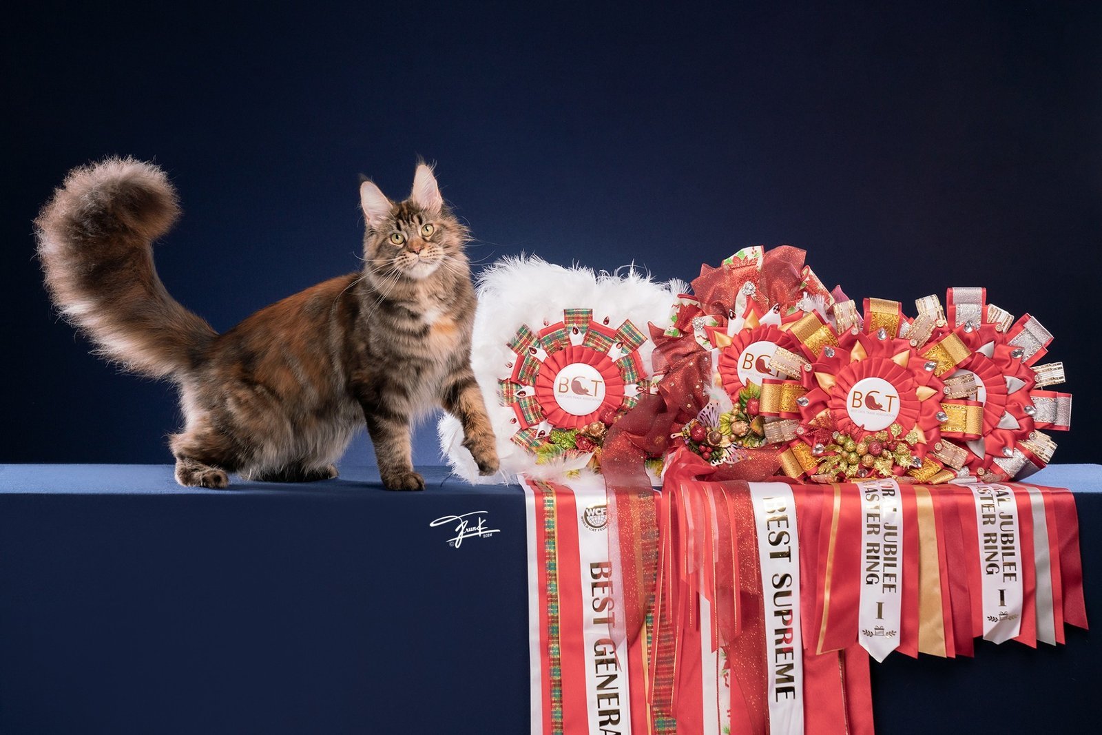 Maine Coon Thailand - QT Coons Bangkok