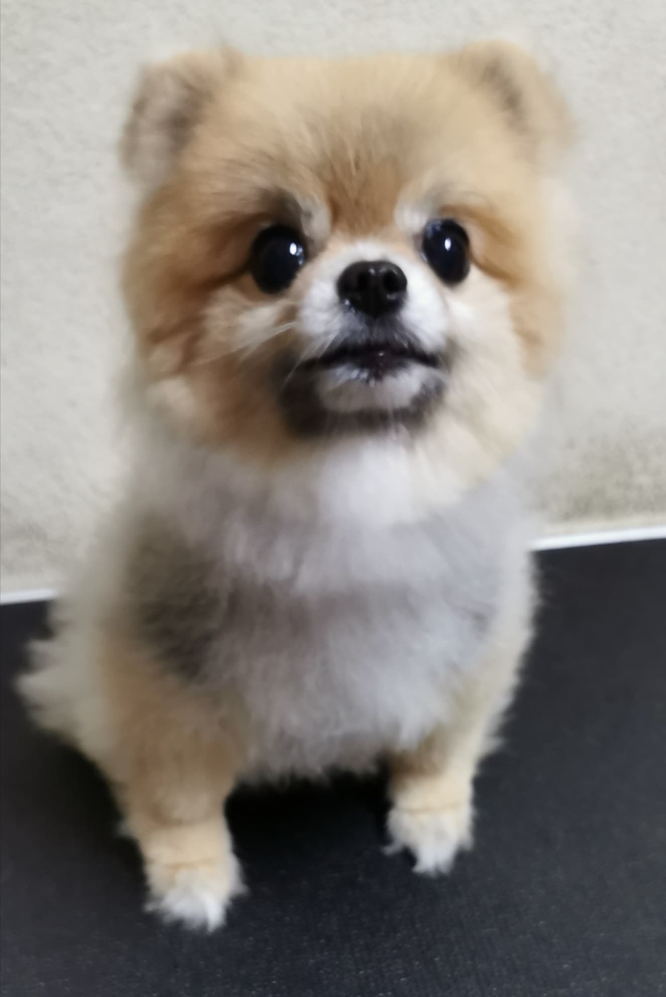 Muay Li Grooming