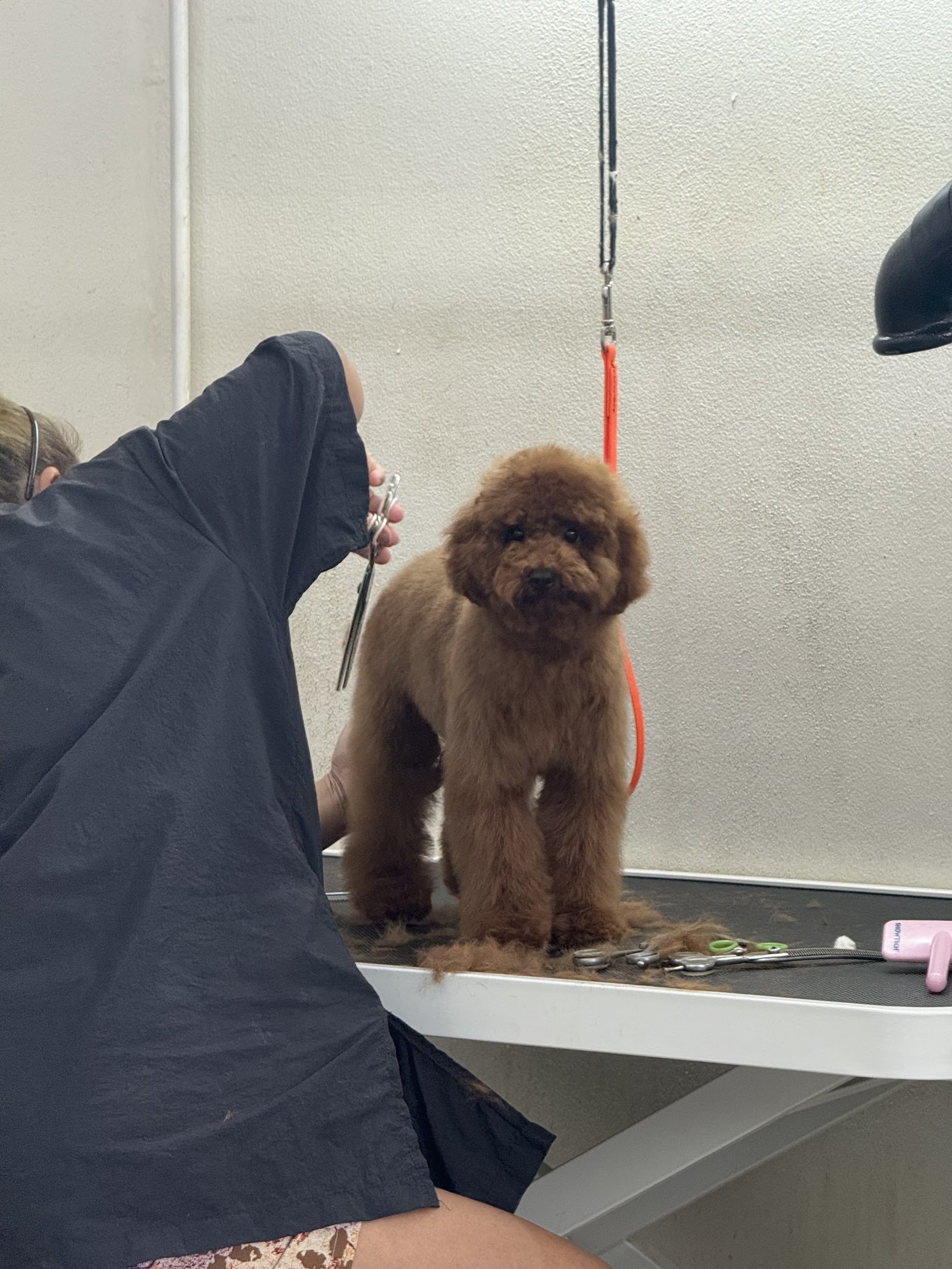 PAMA GROOMING