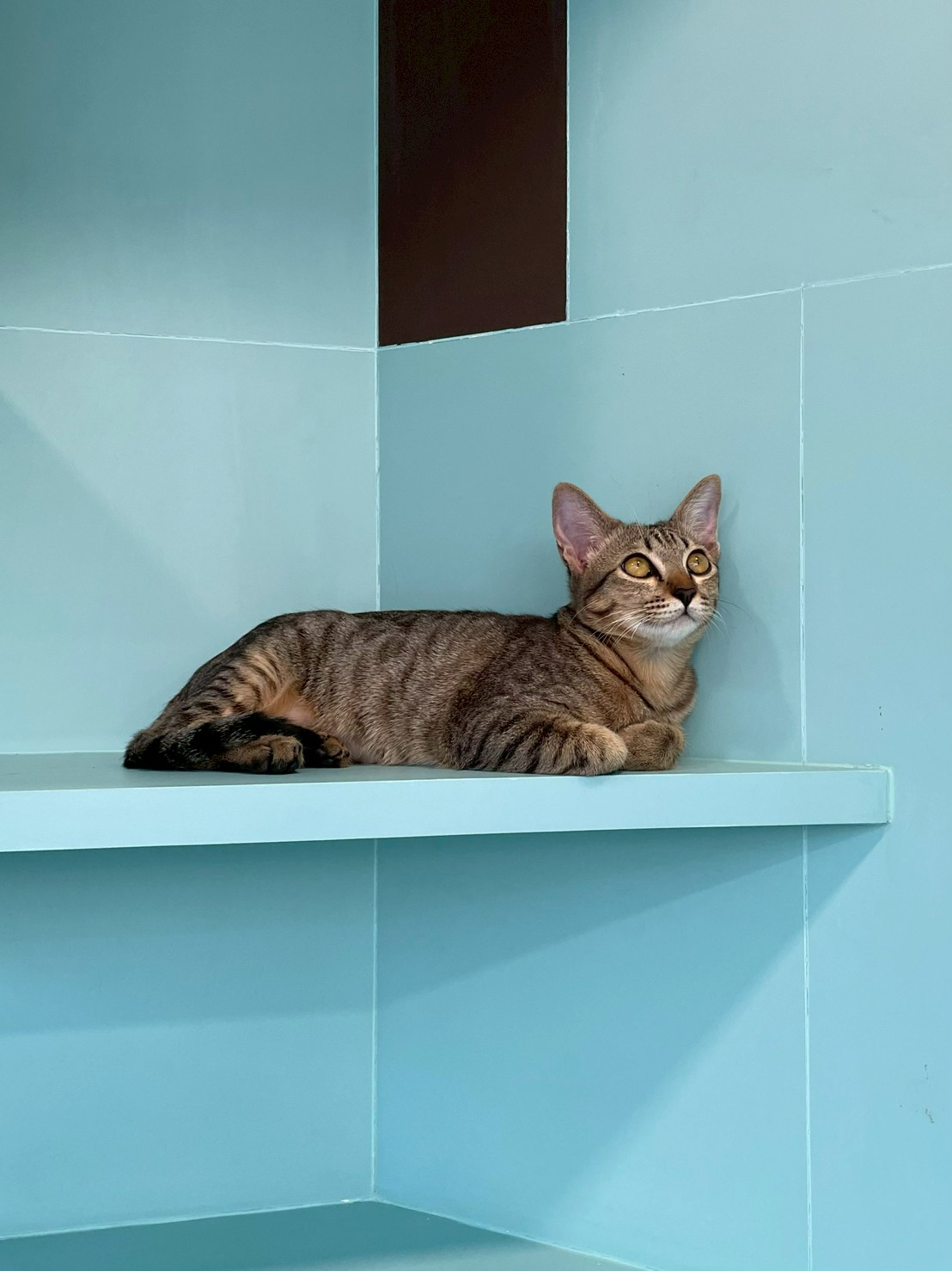 Pampurr Pet Wellness