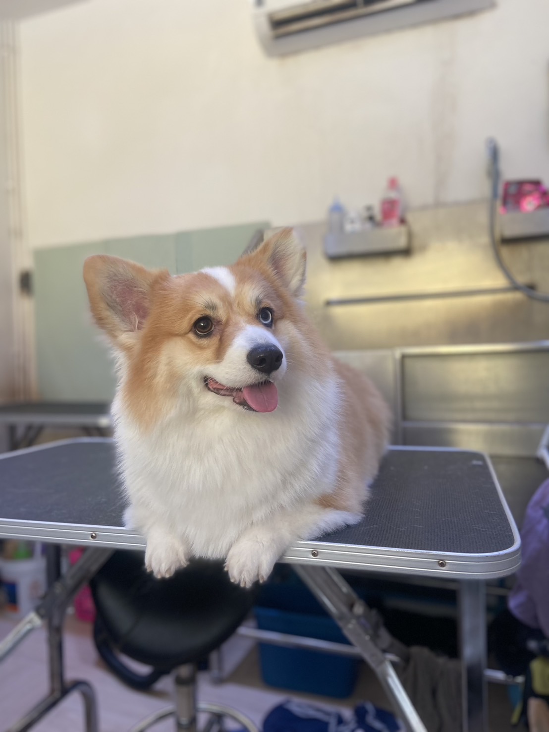 Paw Dee Grooming