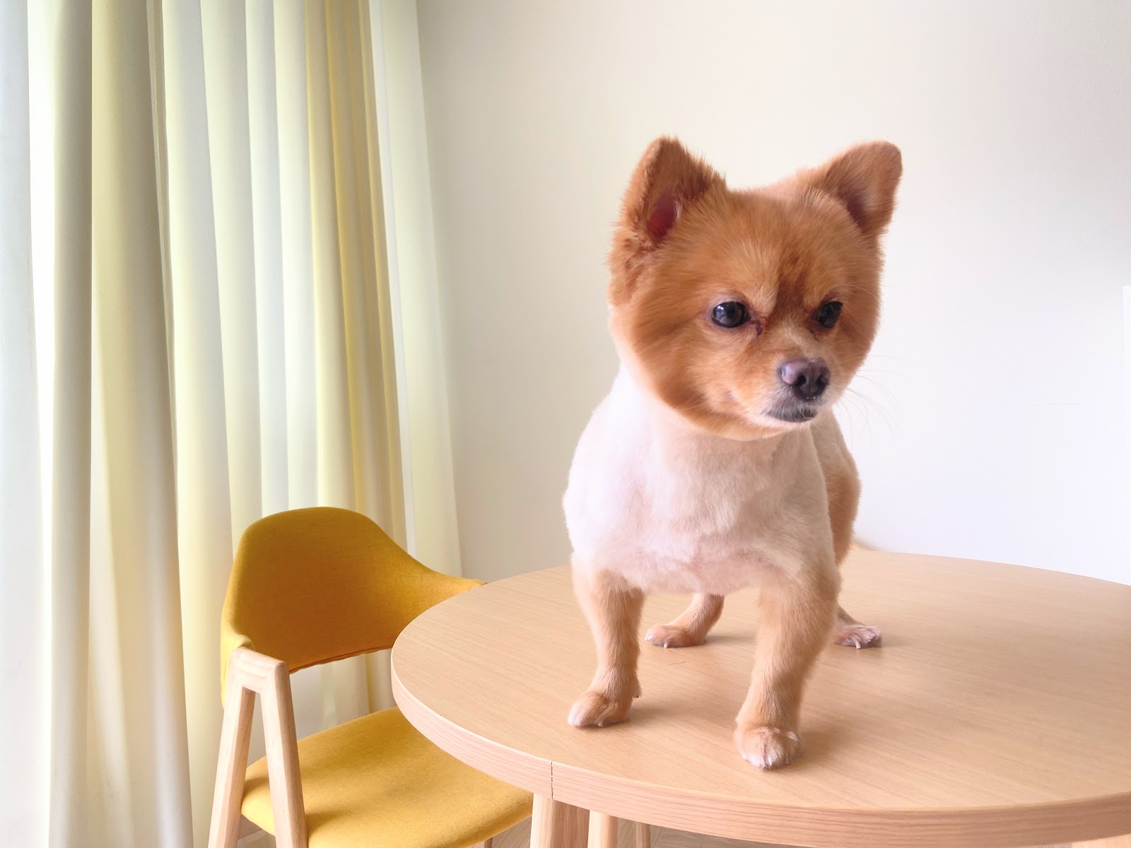 Paw Dee Grooming
