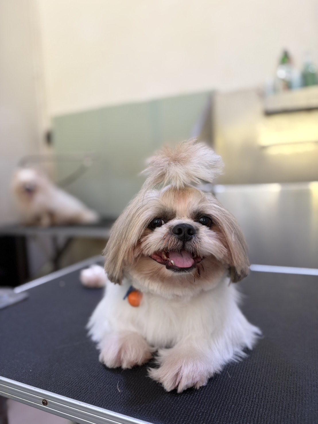 Paw Dee Grooming