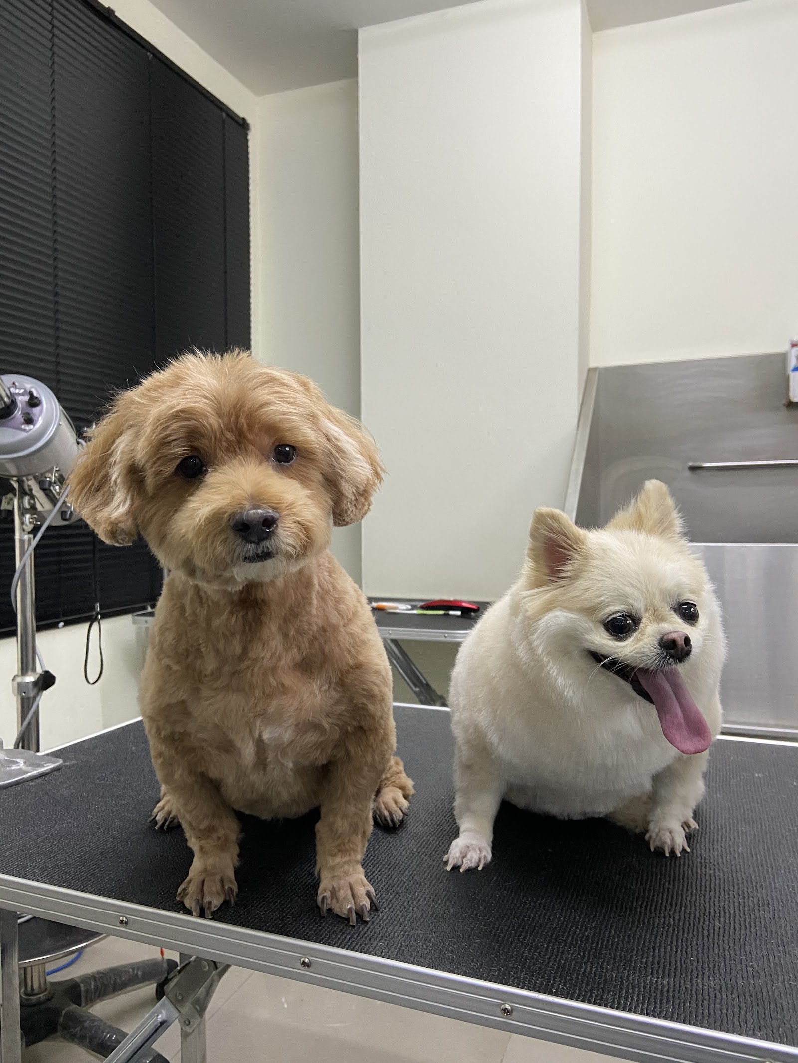 Paw Dee Grooming