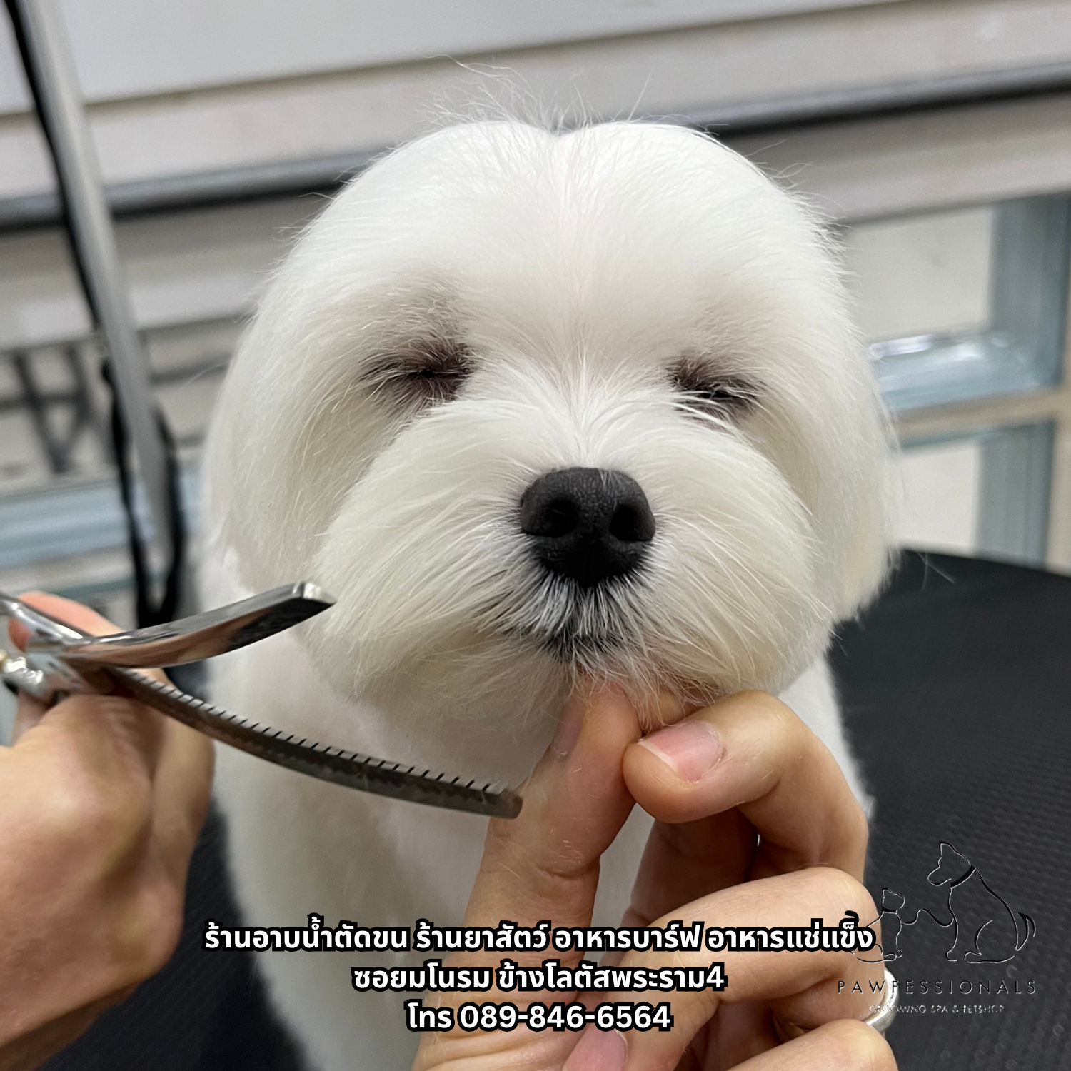 PAWFESSIONALS Grooming Spa & Pet shop