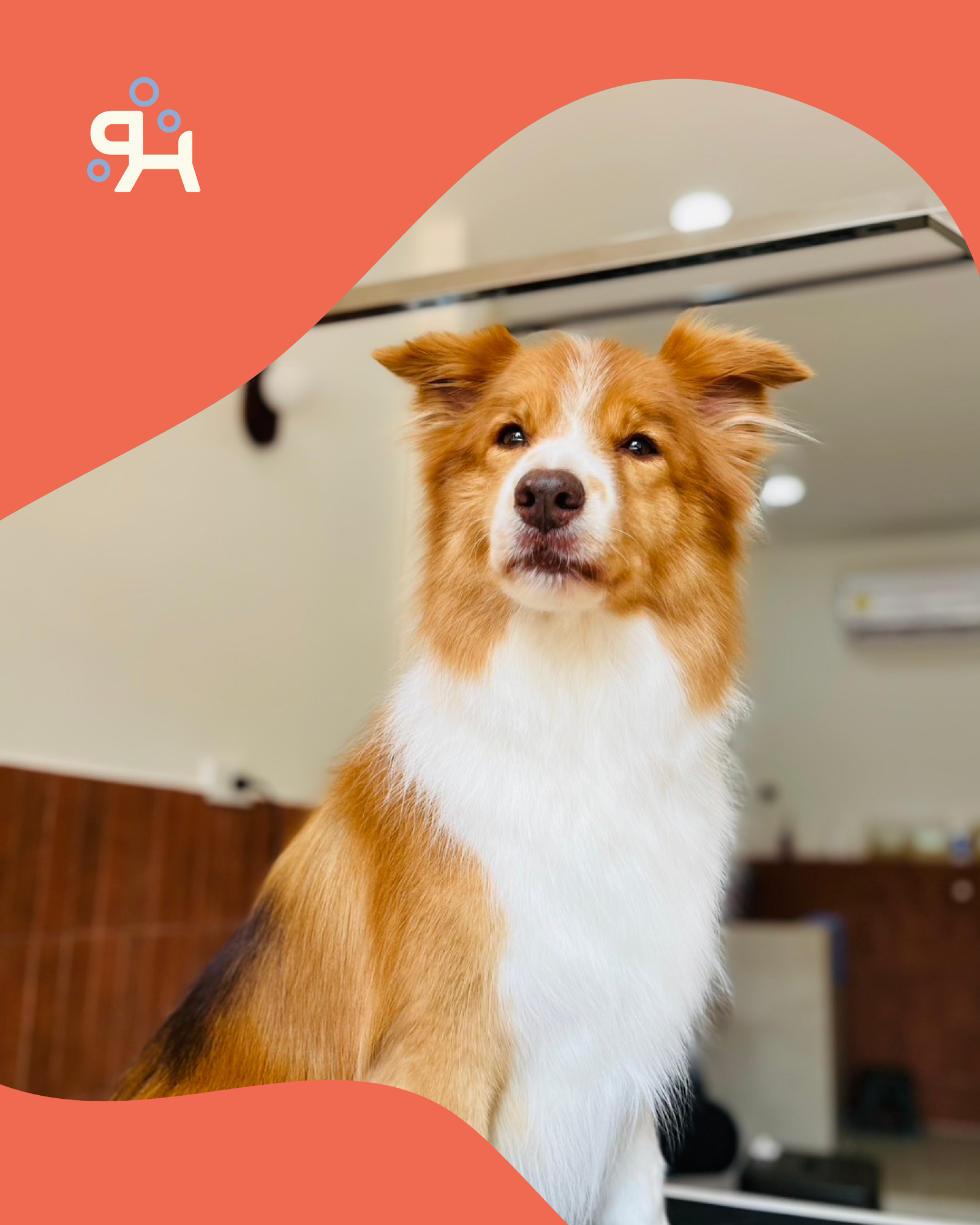 Pawzen Grooming & Spa