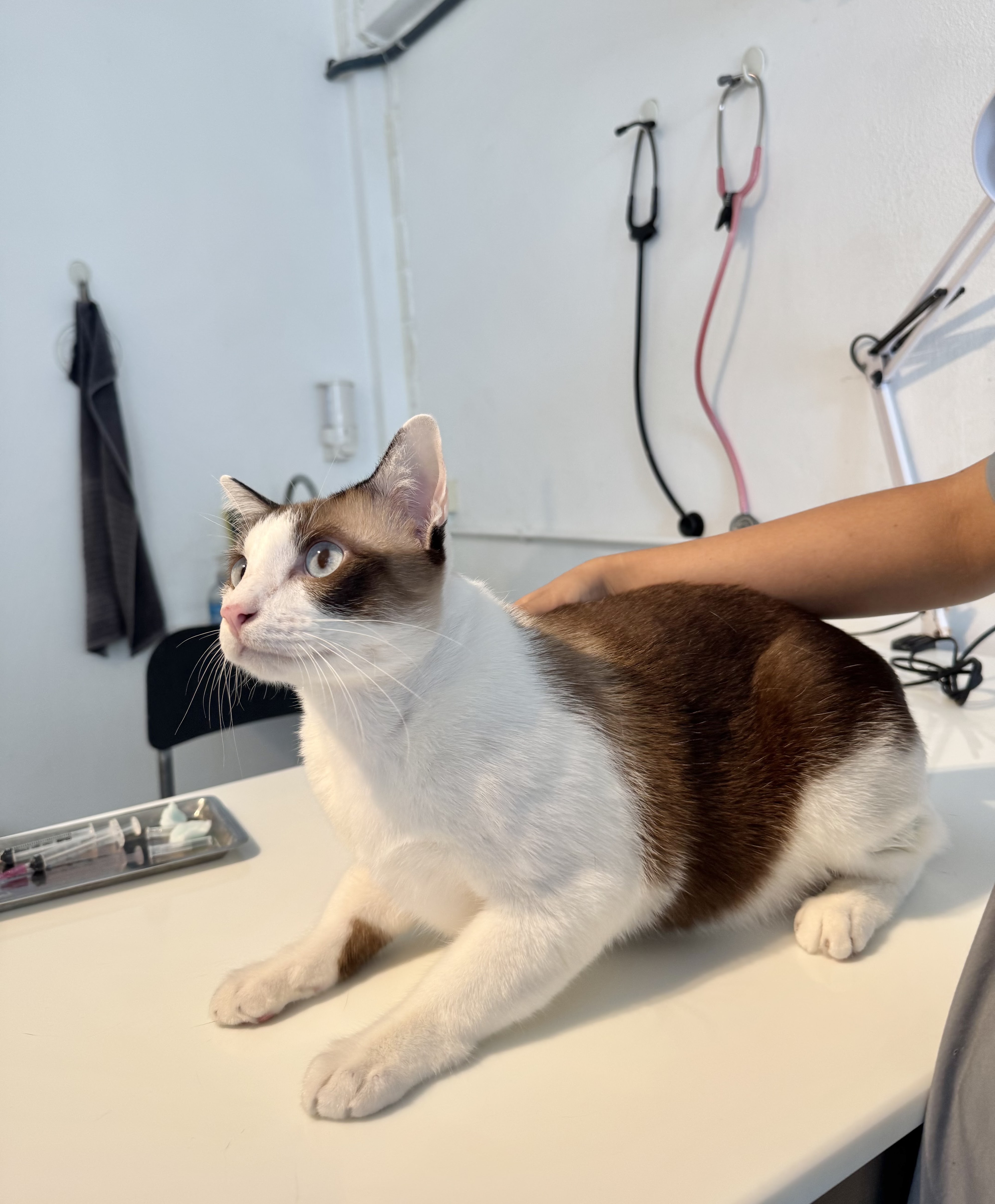 PET PAW VET CLINIC