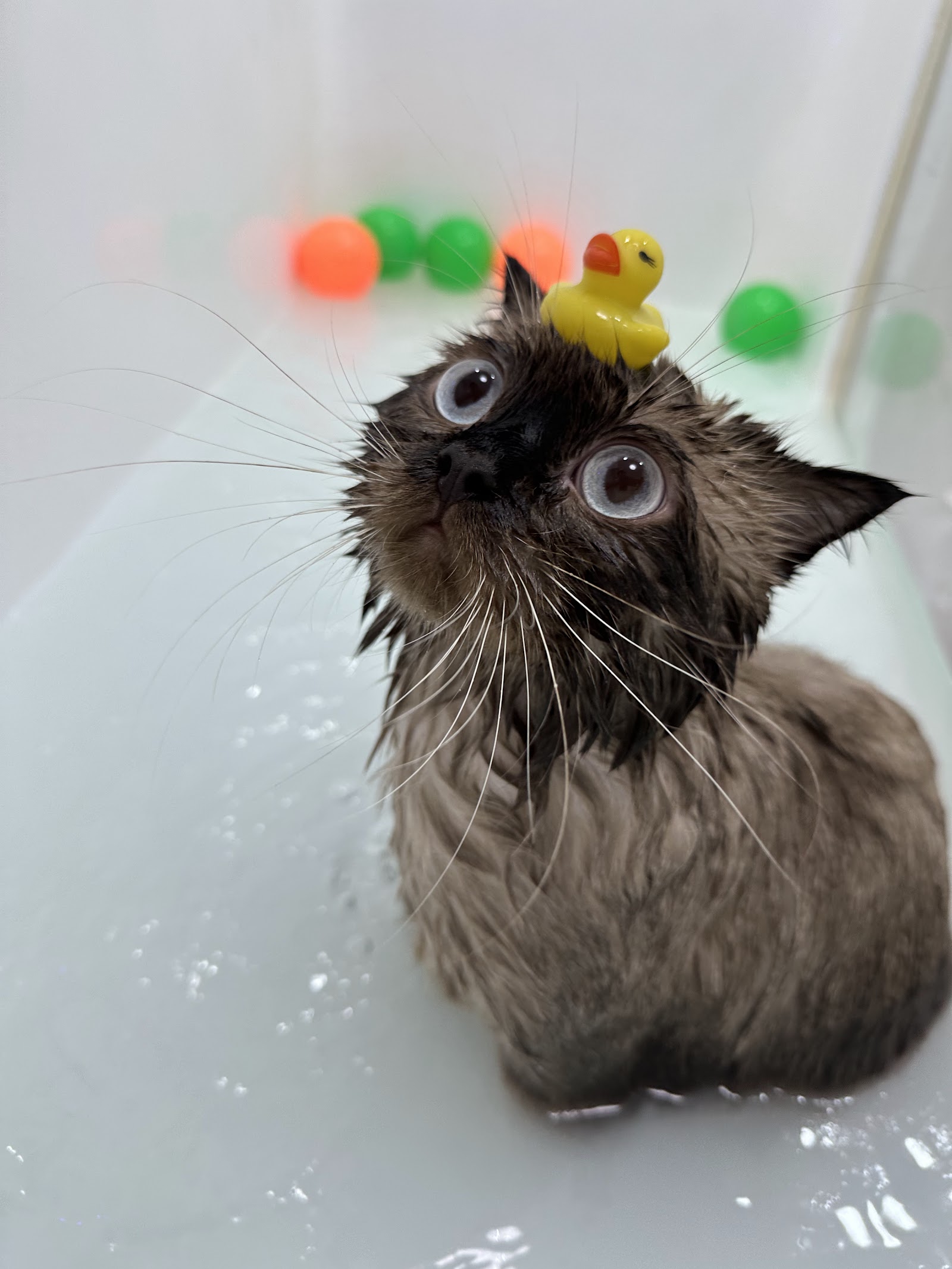 Pet Relax