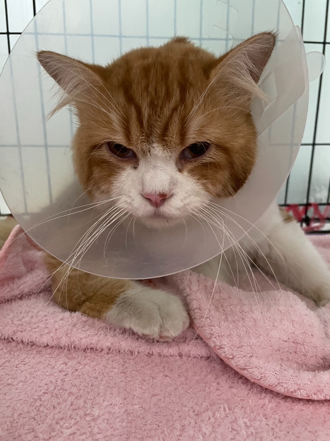 Pets Degree Clinic