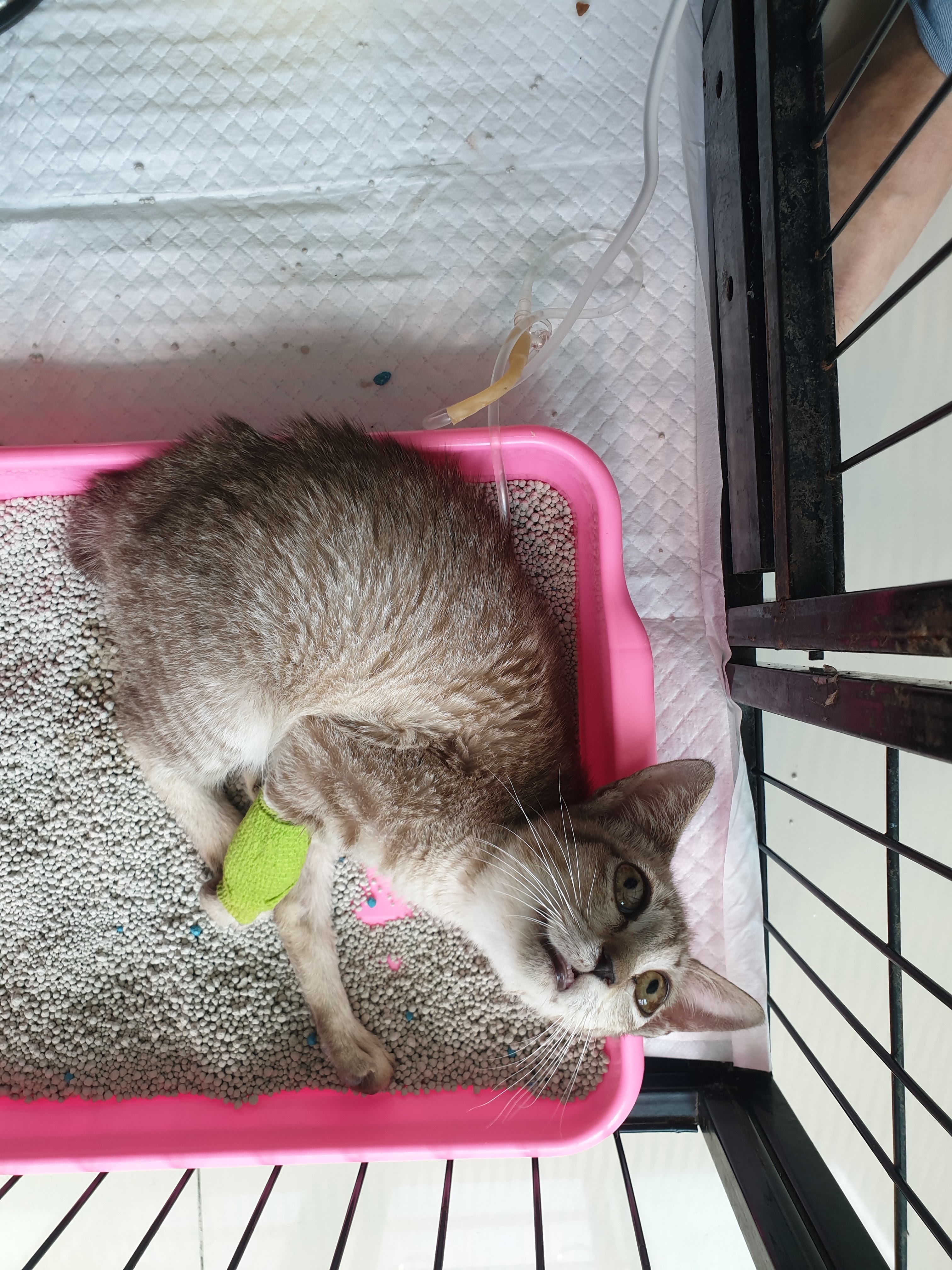 Pet'sHome Pet Hospital