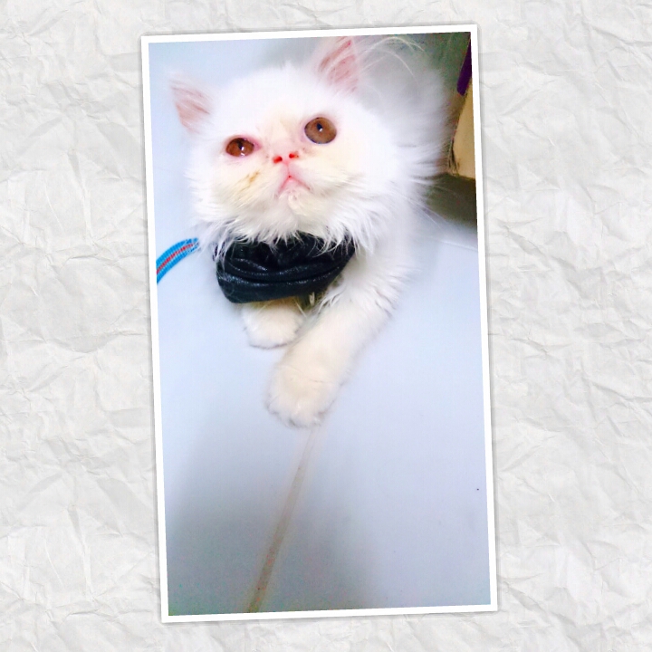 Phlapphla Chai Animal Hospital