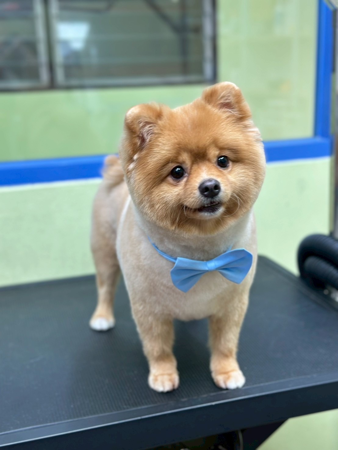 Phloen Paws Grooming