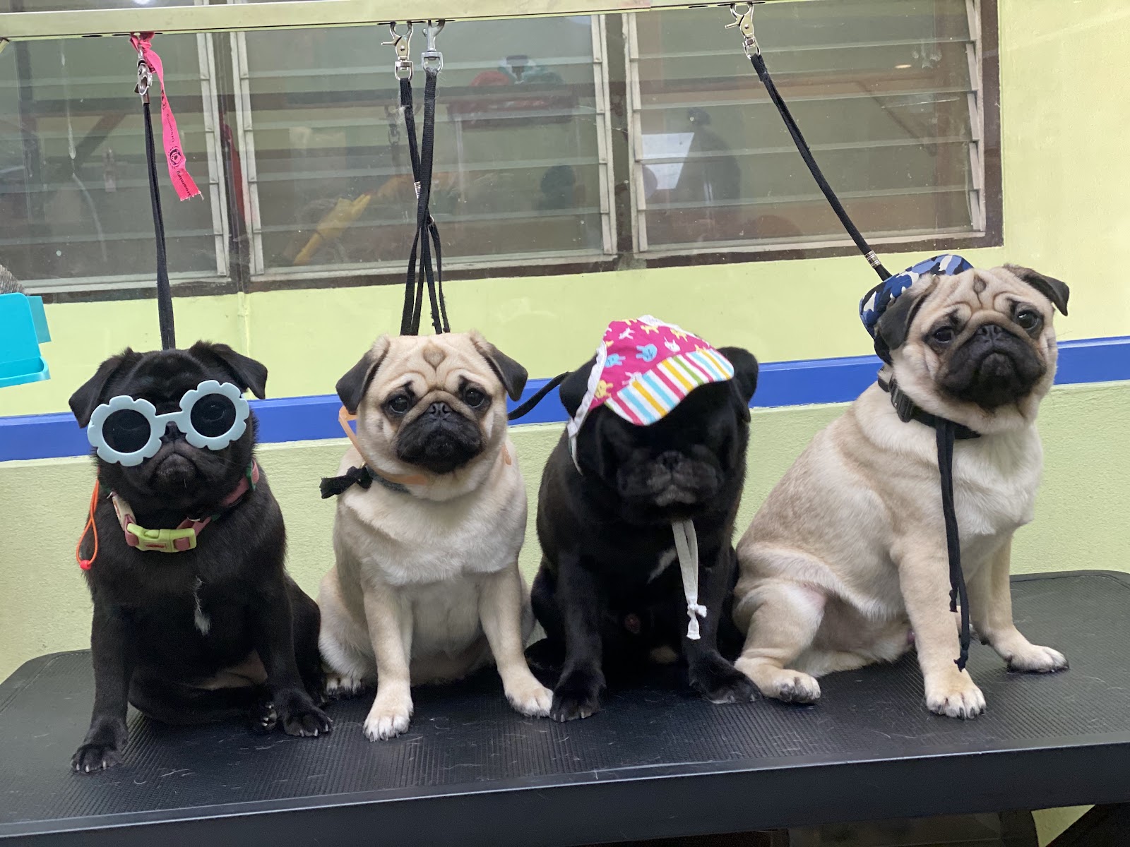Phloen Paws Grooming