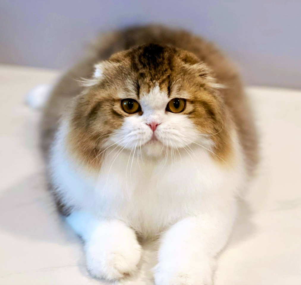 PingPingCatGrooming & Academy