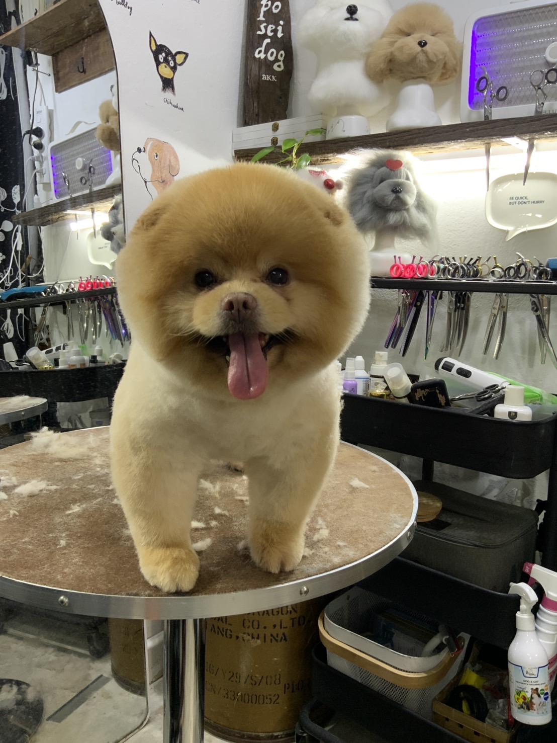 Poseidog