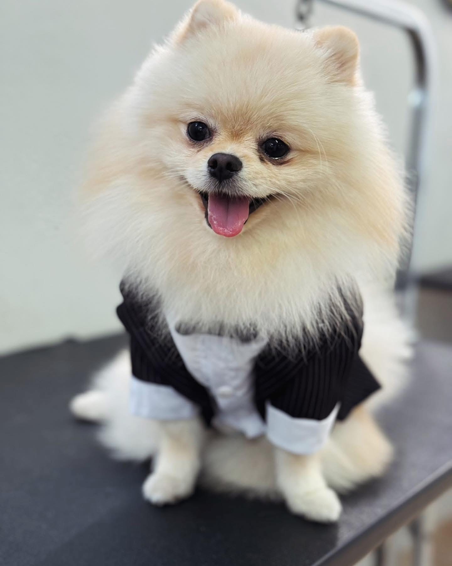 Poseidog