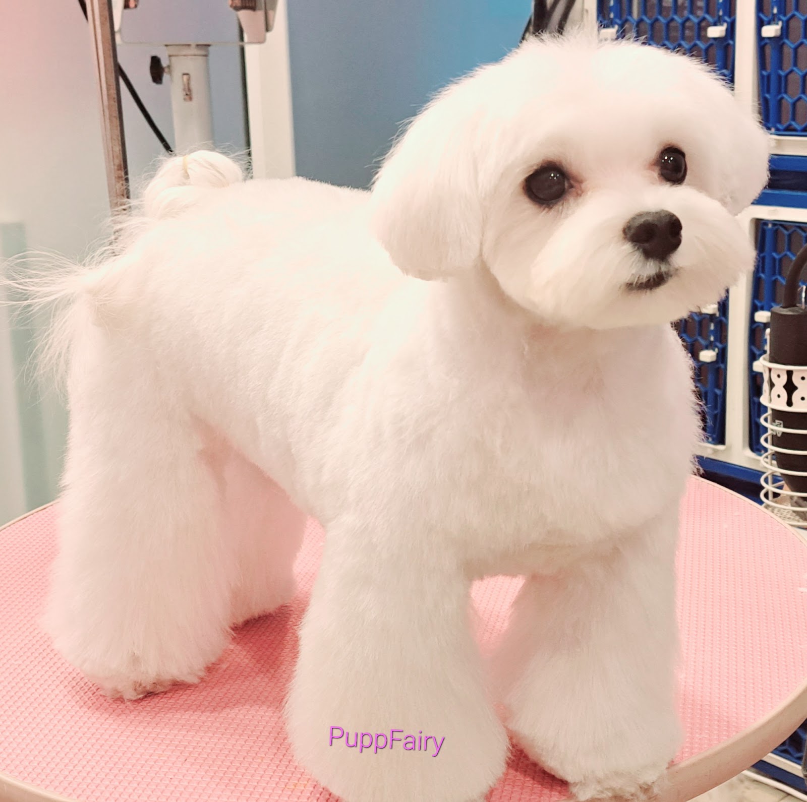 Puppy Fairy