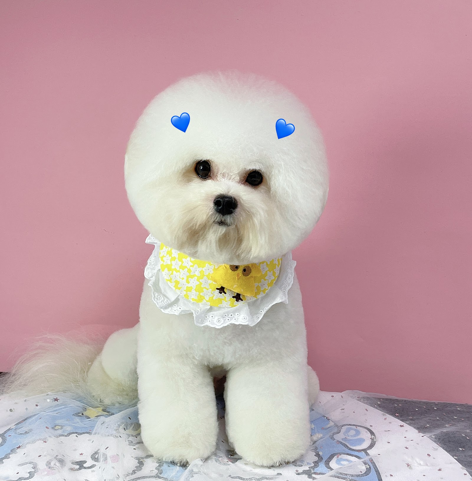 PuppyCandy Pet Shop & Salon